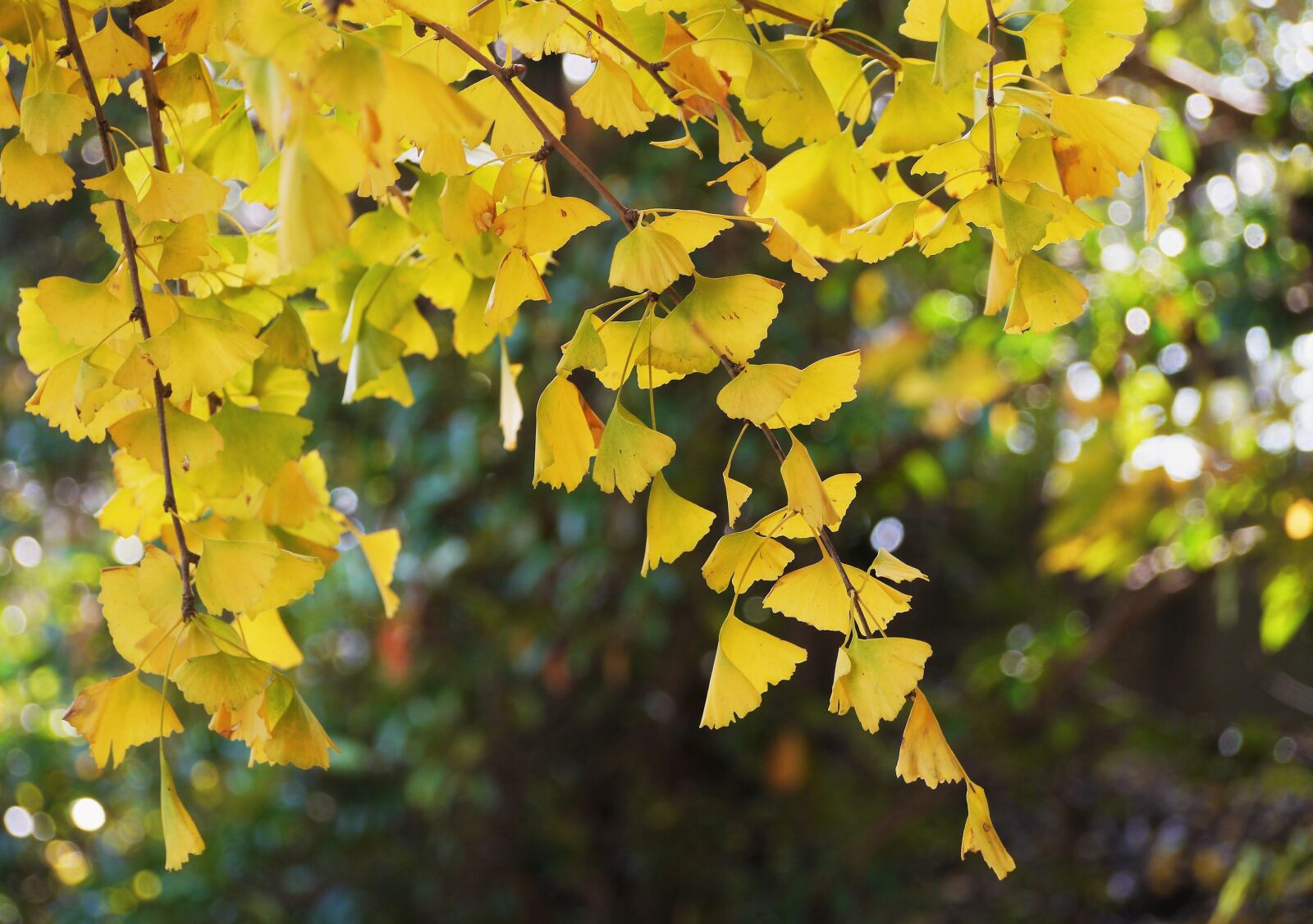 Panasonic Lumix DMC-GX1 sample photo. Yellow leaves, gingko tree photography