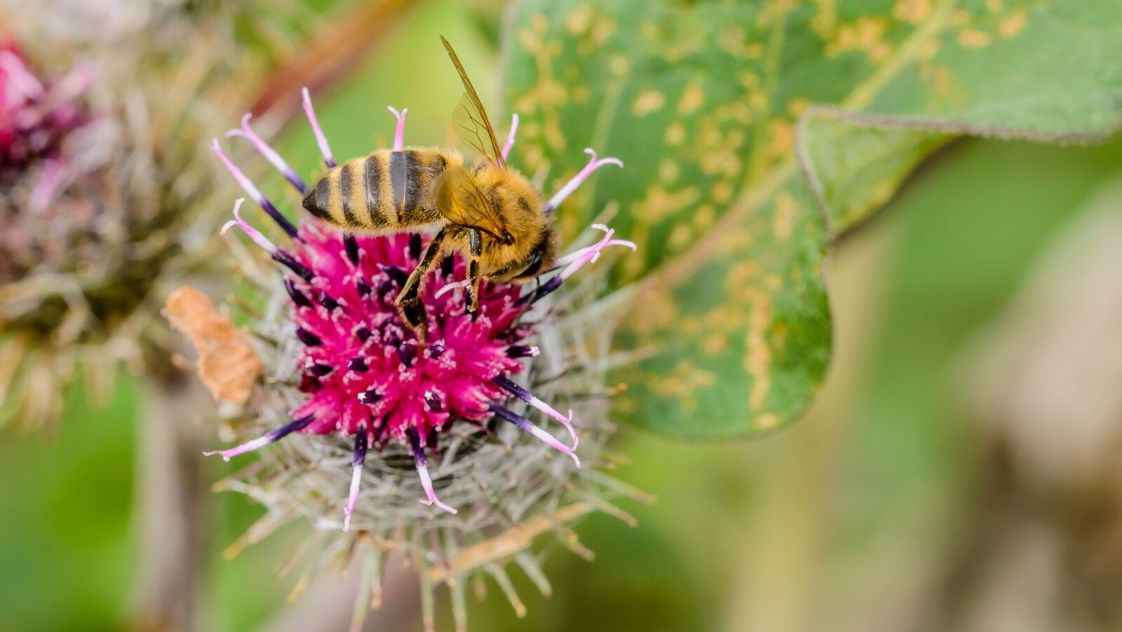Nikon D7000 sample photo. Bee, summer, natural photography