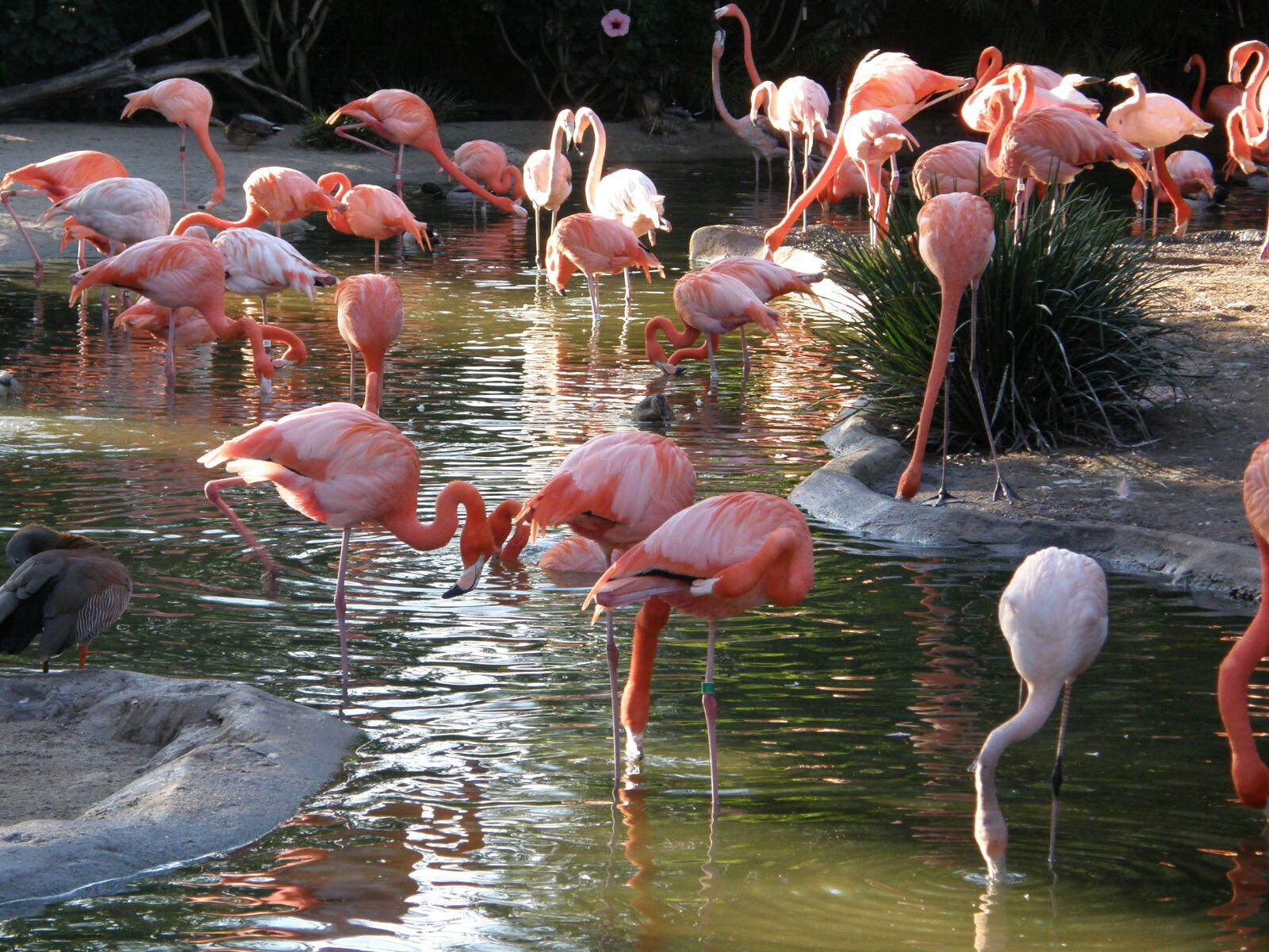Olympus SP550UZ sample photo. Flamingo, bird, nature photography