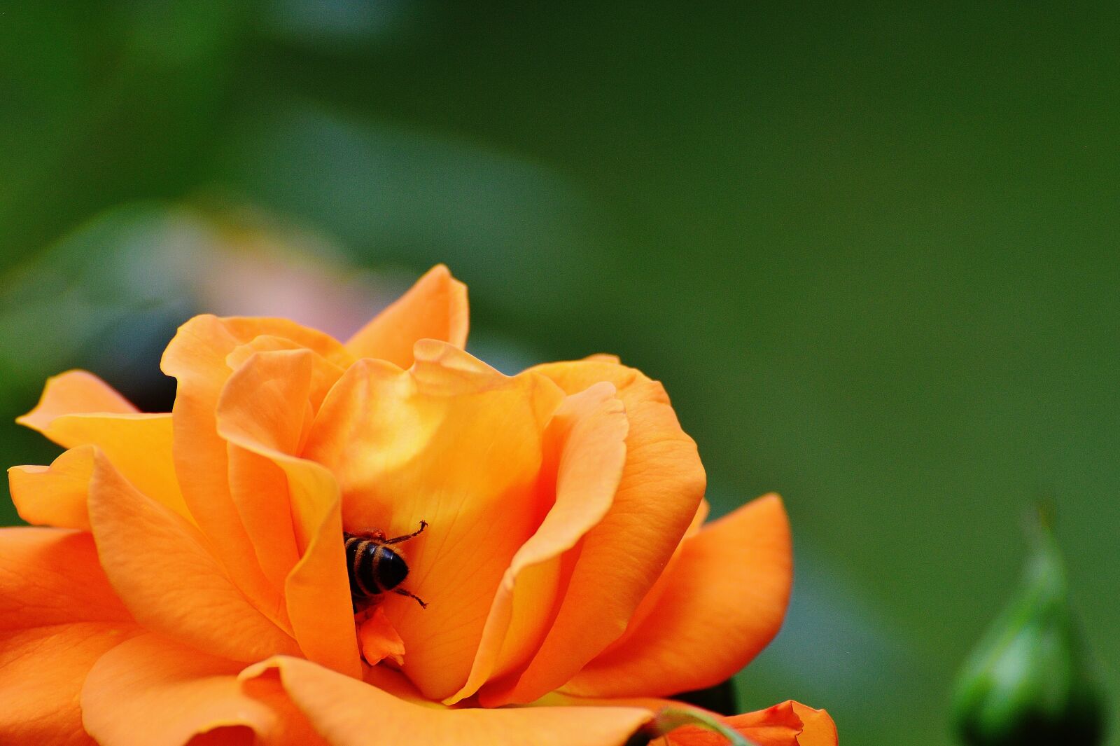 Nikon D3200 sample photo. Rose, bee, orange photography