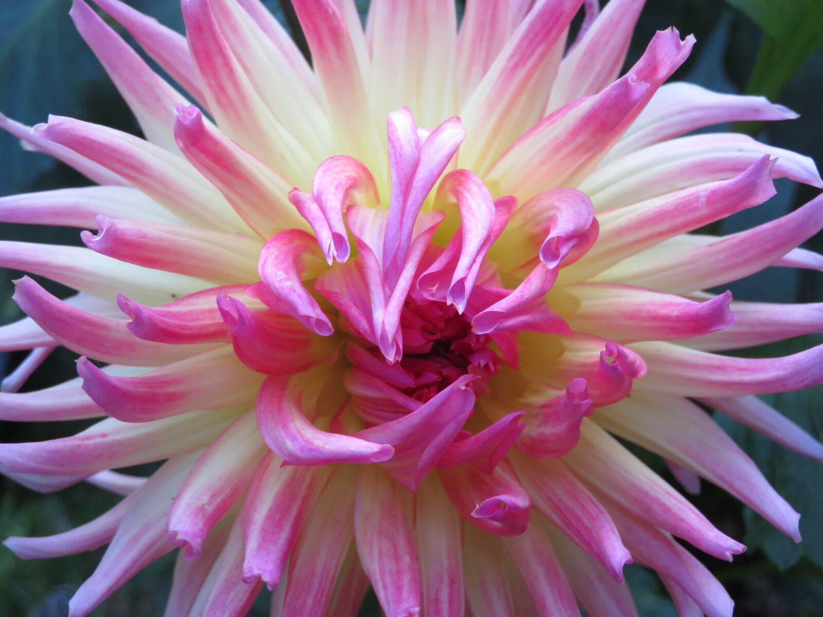 Canon PowerShot SX720 HS sample photo. Bloom, flower, botany photography