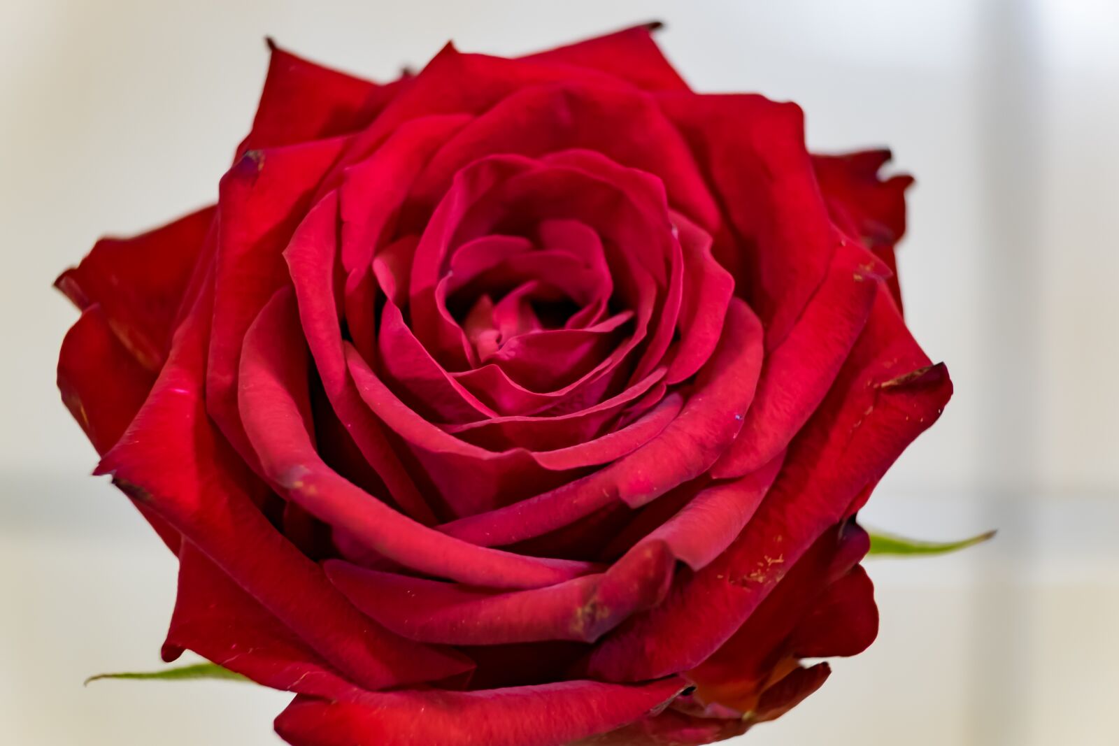 Fujifilm X-T10 sample photo. Rose, red, the petals photography