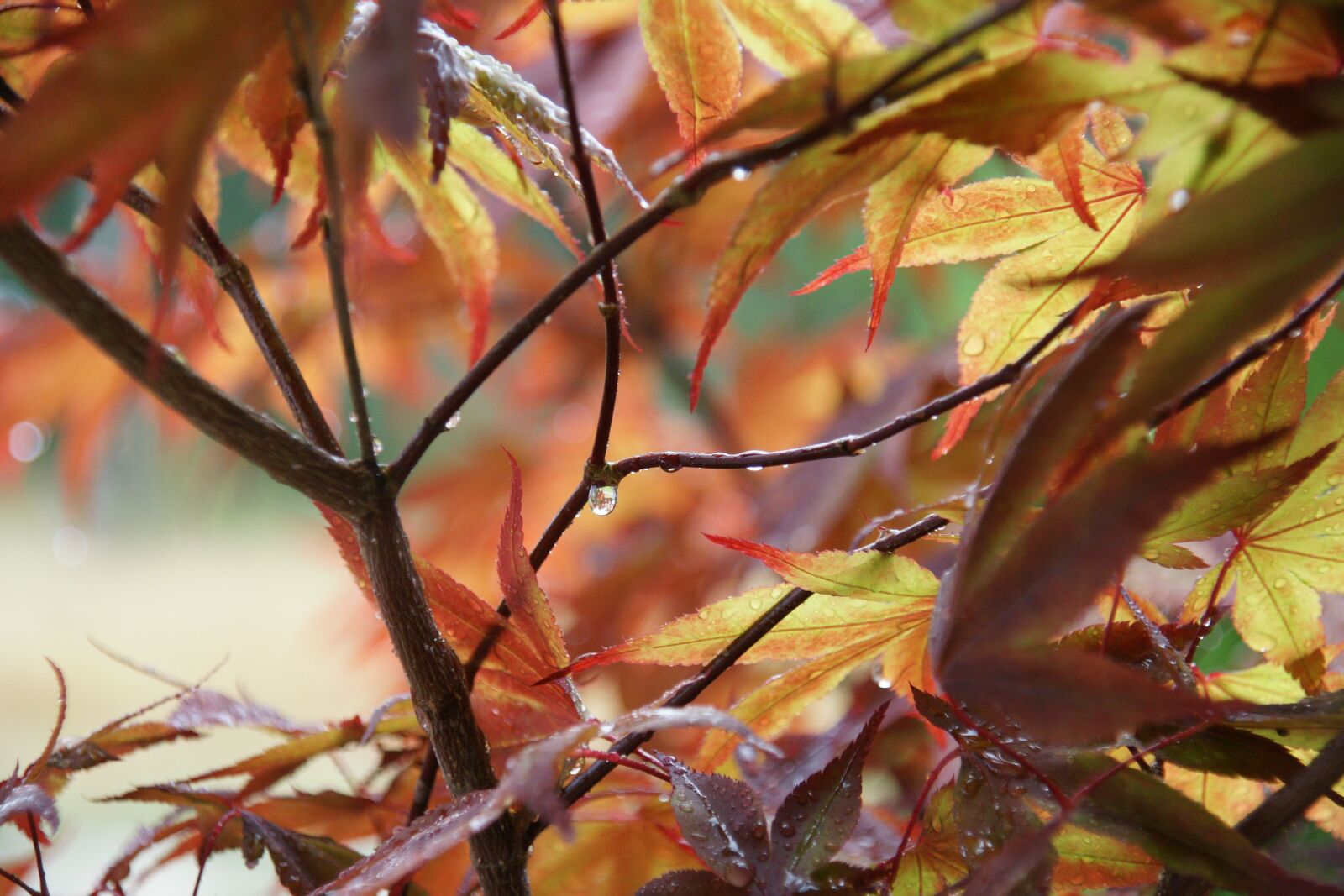 Sony Alpha DSLR-A700 sample photo. Maple leaves, raindrops, autumn photography