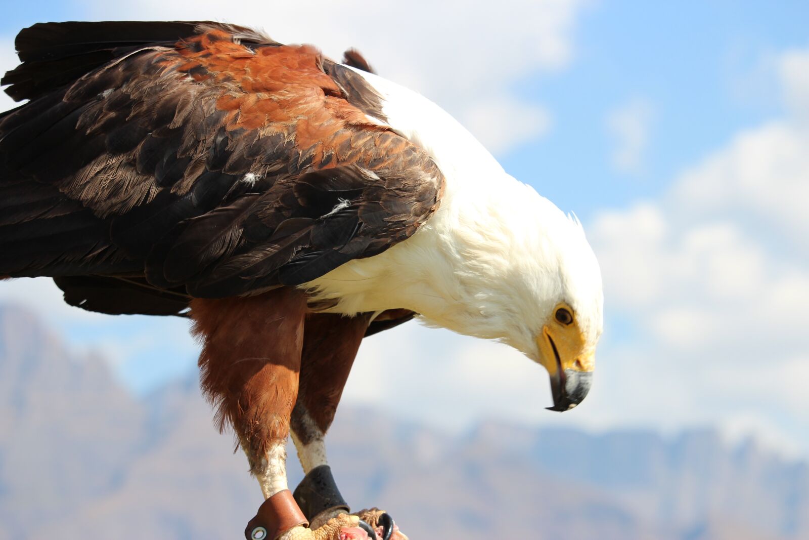 Canon EOS 600D (Rebel EOS T3i / EOS Kiss X5) sample photo. Fish eagle, predator, bird photography