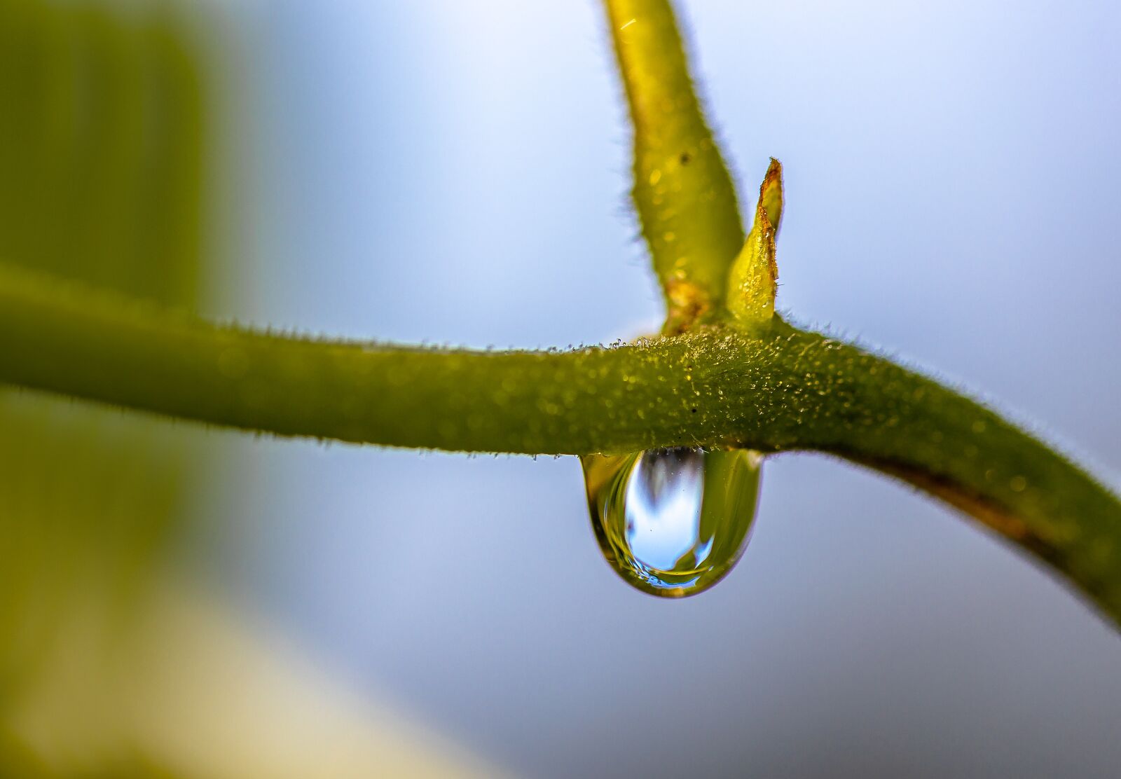 Canon EOS R sample photo. Drip, dew, plant photography