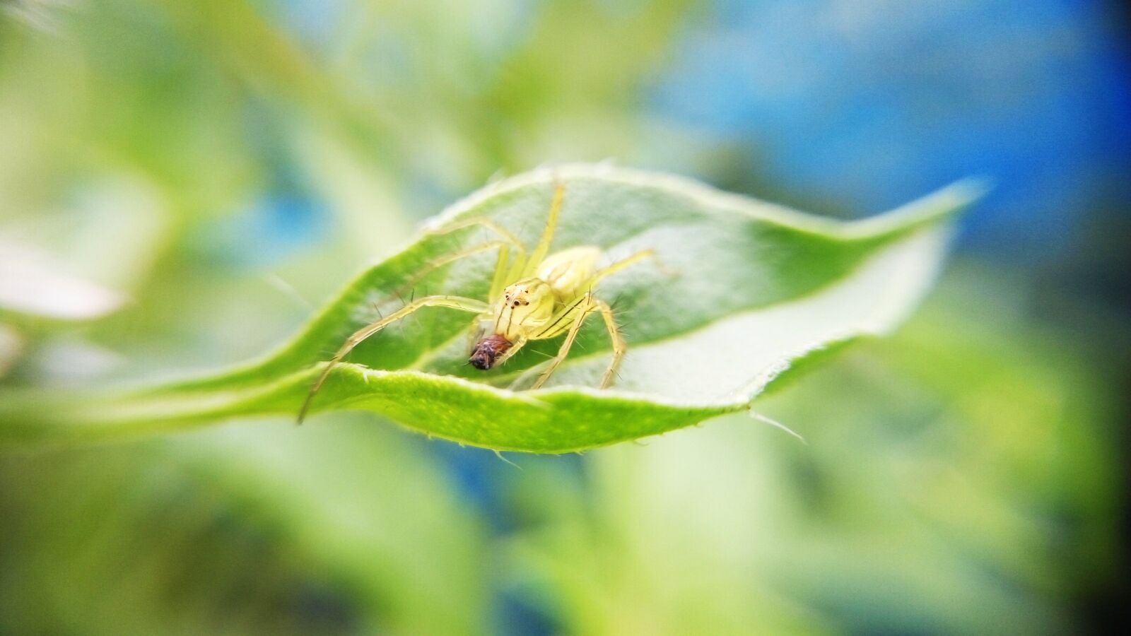 Xiaomi HM Note 2 sample photo. Nature, plant, leaf photography