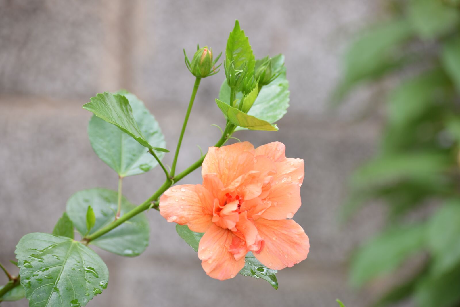 Nikon D3300 sample photo. Nature, flower, flora photography