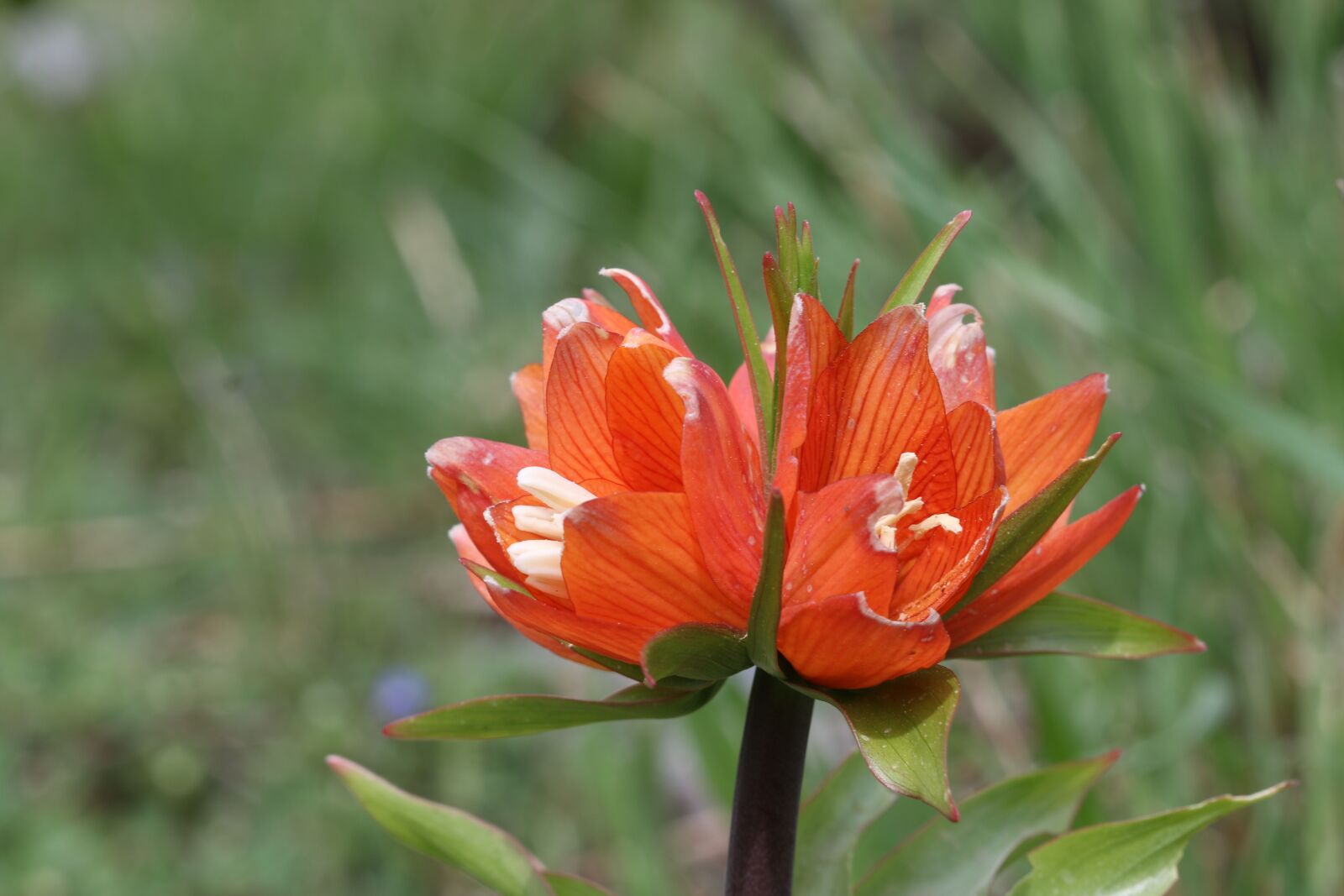Canon EOS 70D + Canon EF 100mm F2.8 Macro USM sample photo. Tulips, green, red photography
