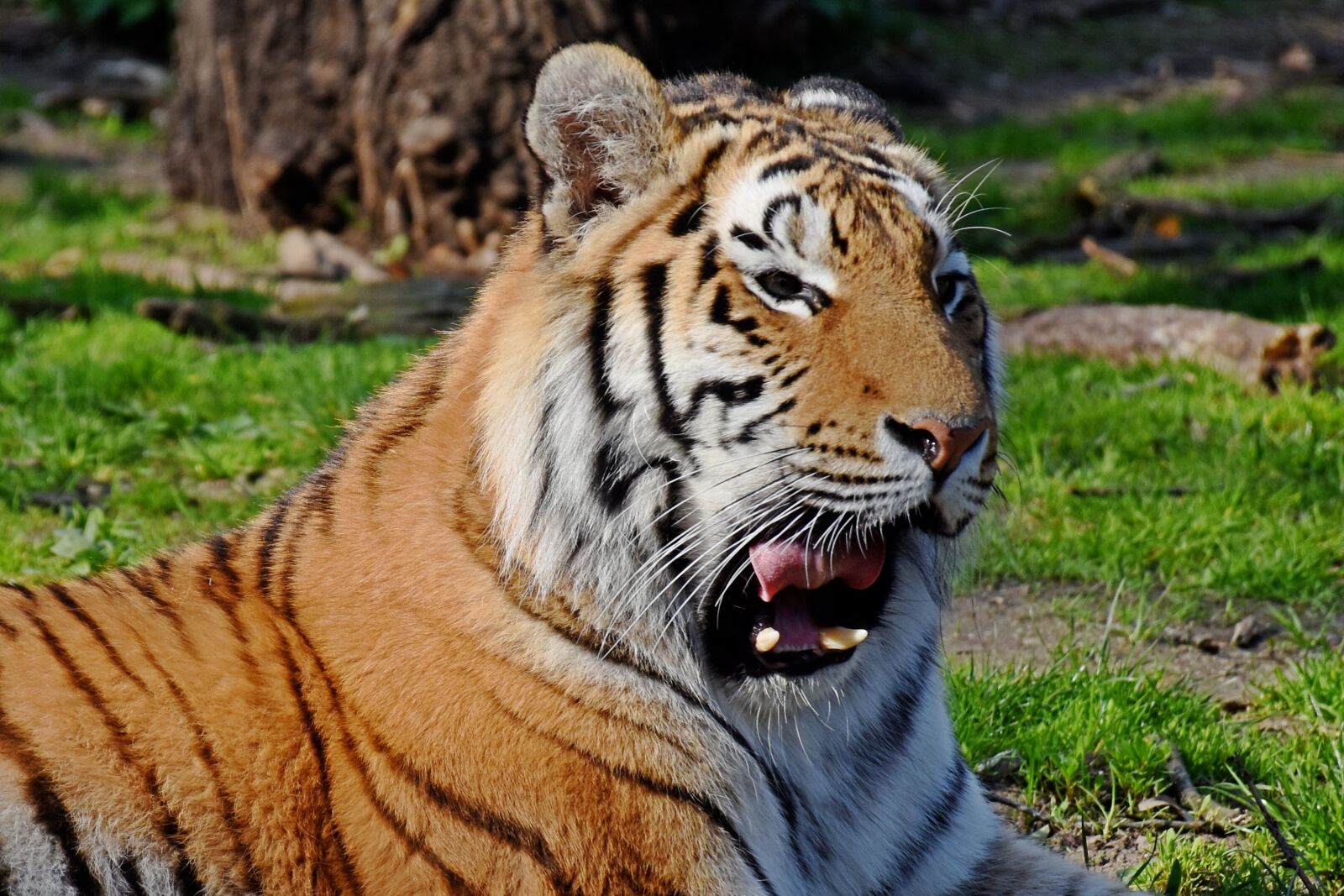 Nikon D7200 sample photo. Zoo, tiger, animal photography