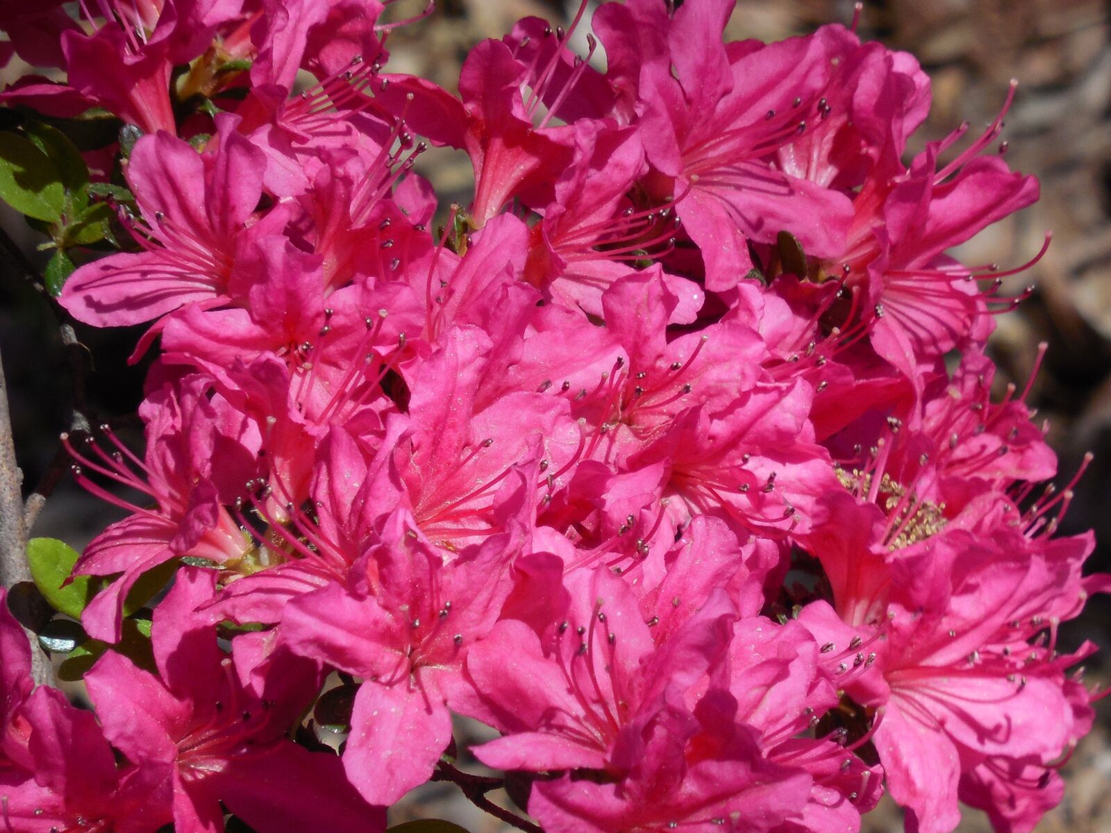 Nikon COOLPIX L620 sample photo. Azalea, blooms, spring photography