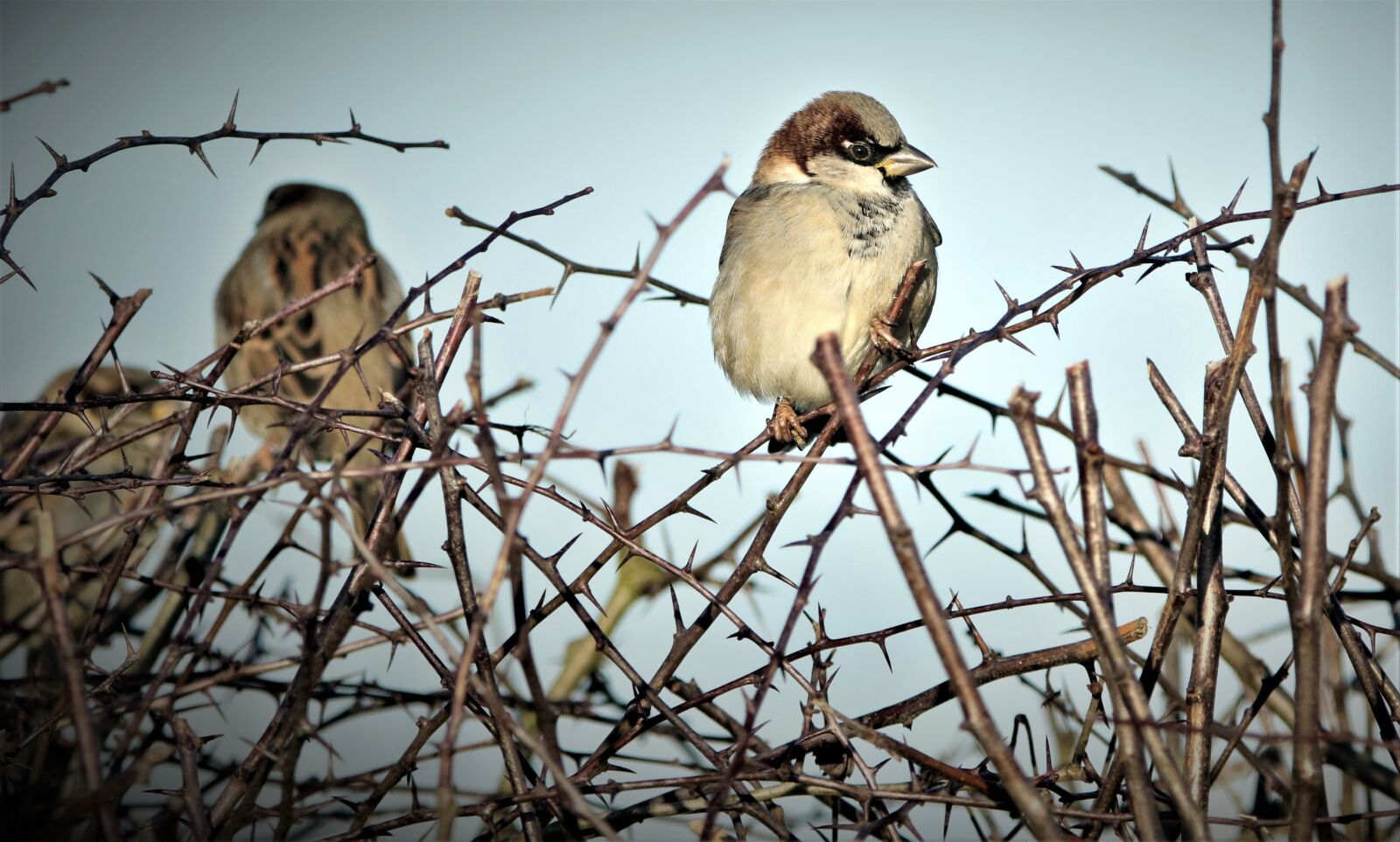 Canon EOS 7D Mark II sample photo. Bird, sparrow, branch photography