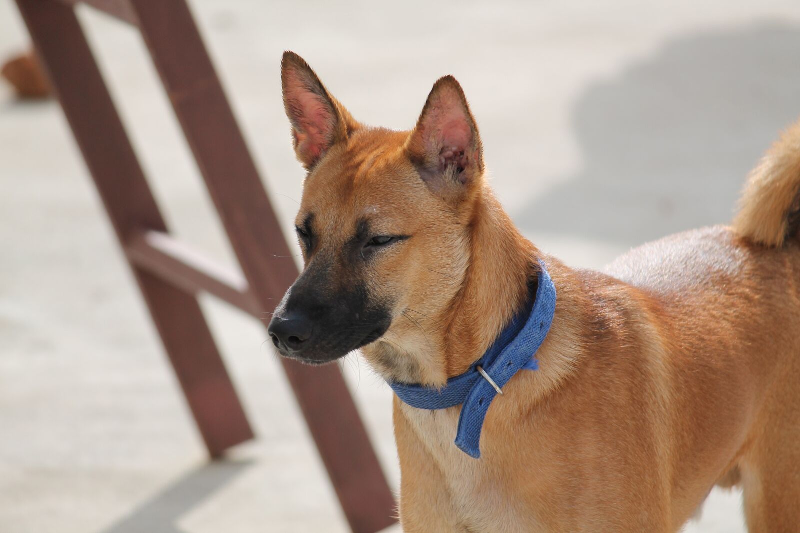 Canon EOS 1100D (EOS Rebel T3 / EOS Kiss X50) sample photo. Dog, home, happy photography