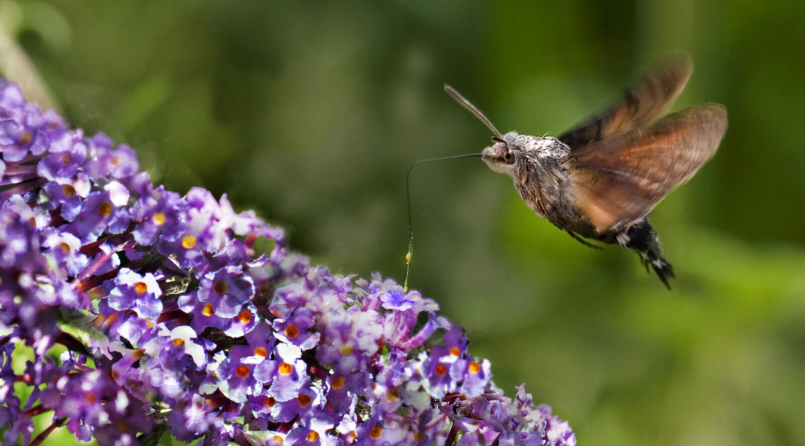 Nikon D7000 sample photo. Capture, insect, animal photography