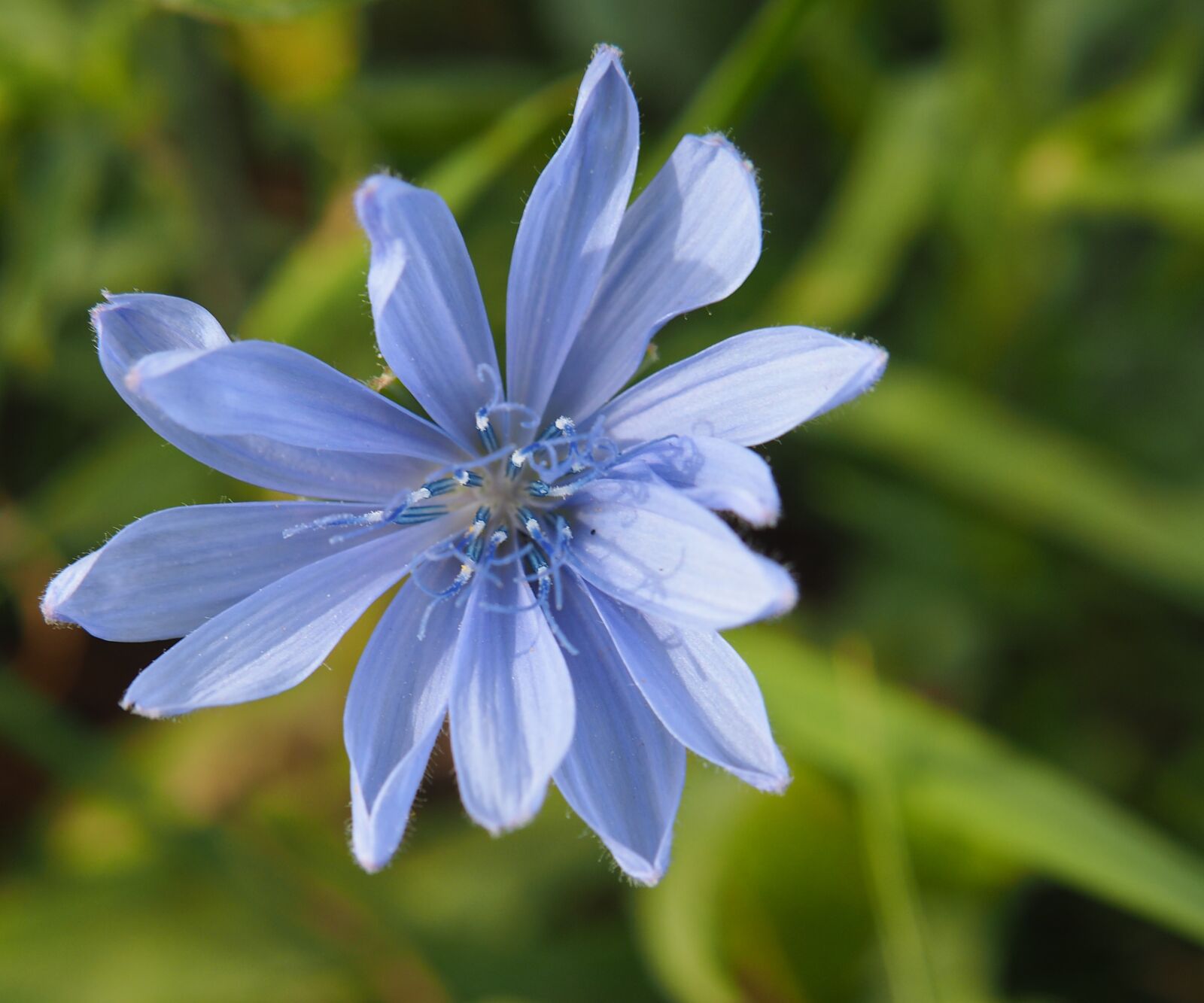 Olympus PEN E-PL7 sample photo. Flower, intybus chicory, wildflower photography