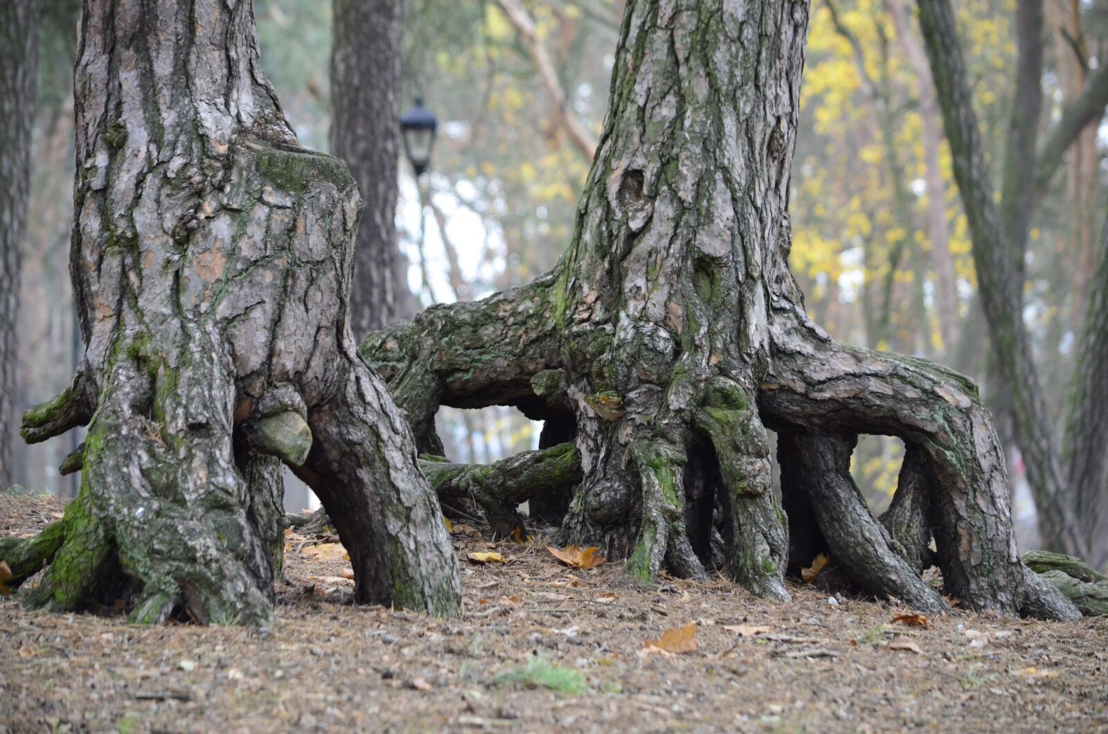 Nikon D5100 sample photo. Forest, pine wood, ciechocinek photography