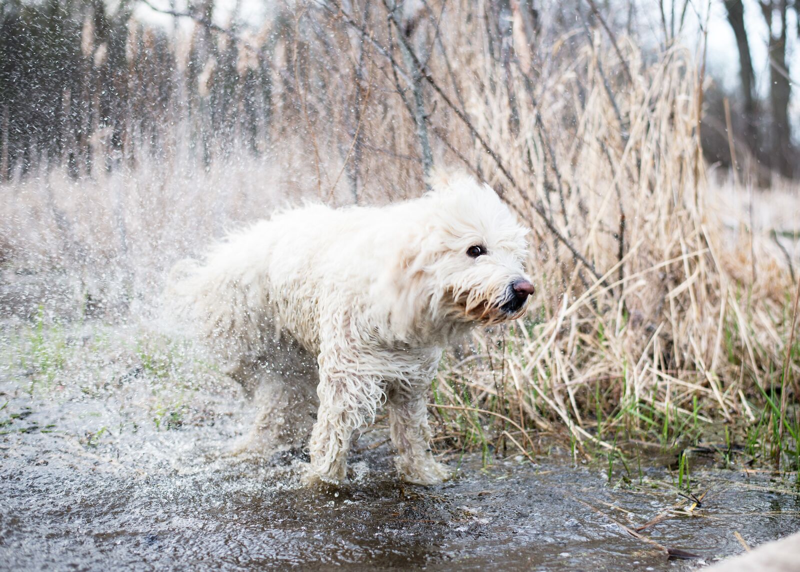 Nikon D610 sample photo. Wet, dog, swim photography