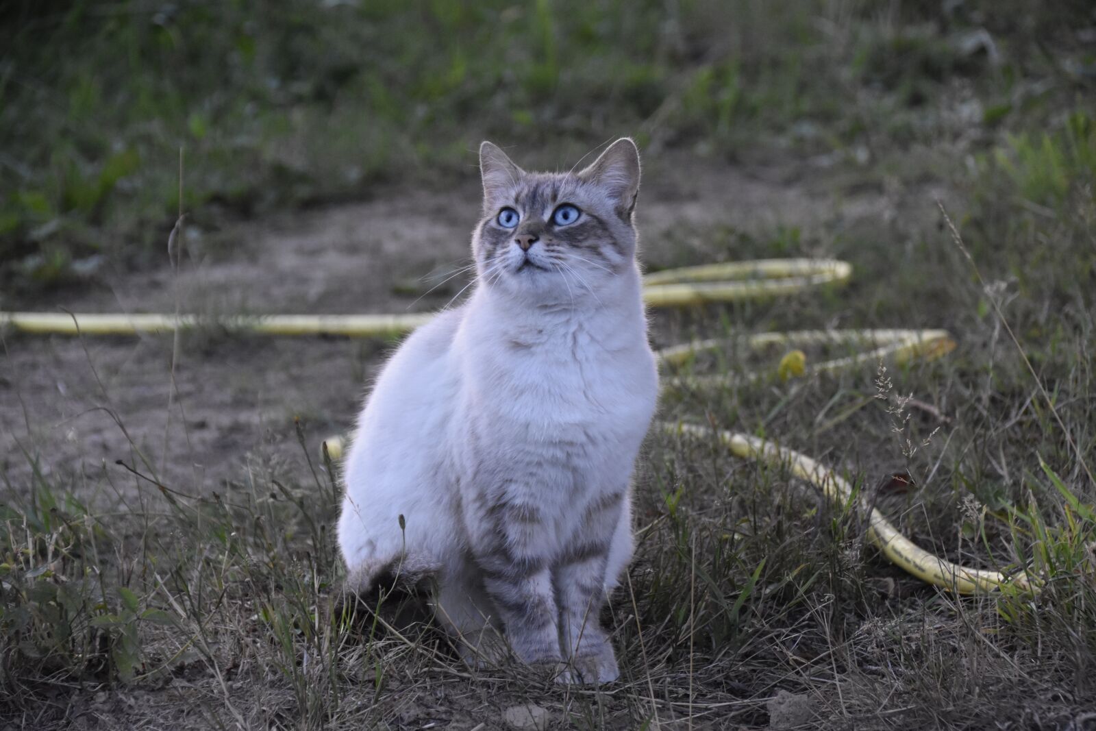 Nikon D5600 sample photo. Cat, alley cat, european photography