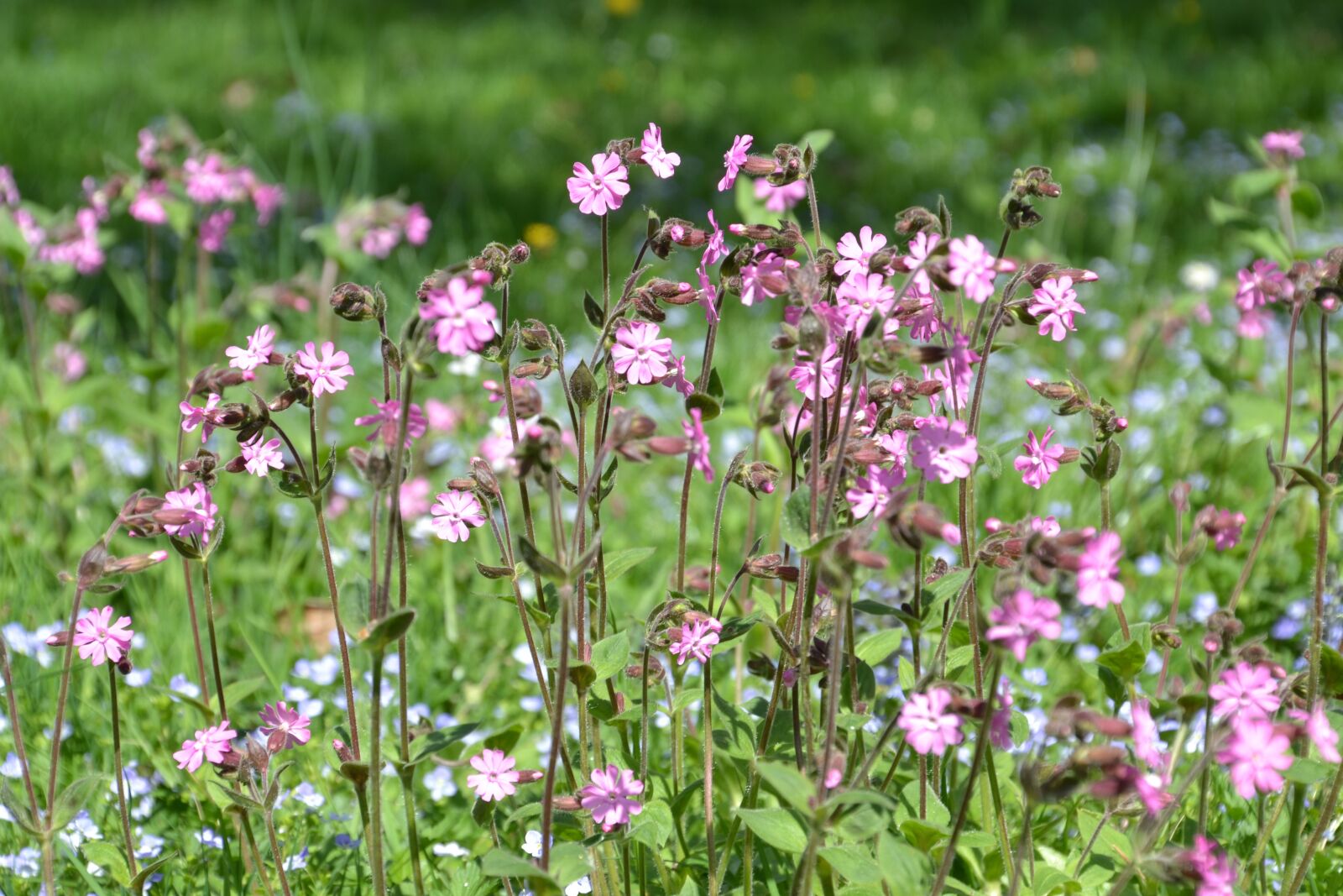 Nikon D3100 sample photo. Meadow, wild flowers, kukuksnelken photography