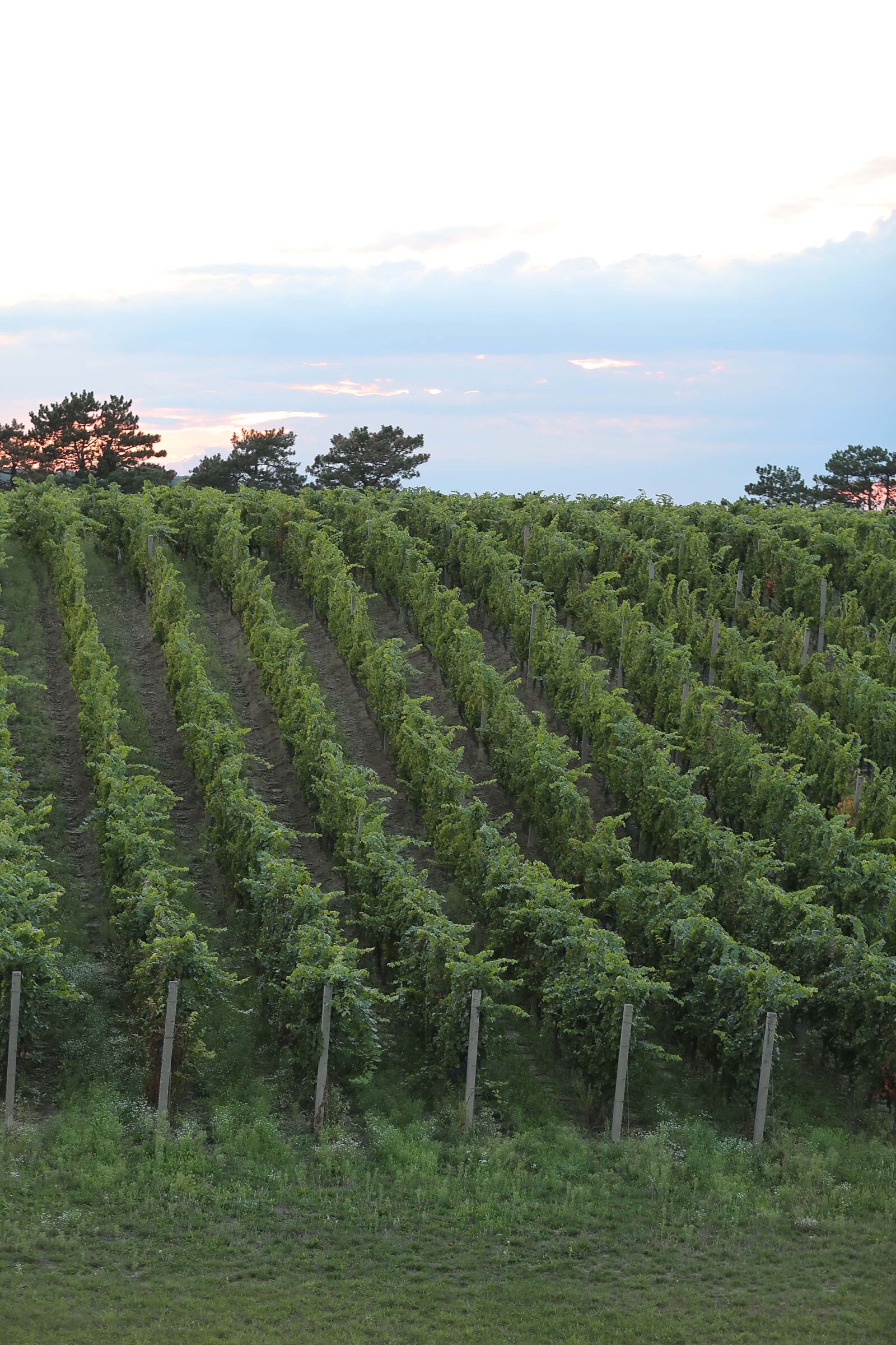 Canon EOS 5D Mark III sample photo. Vineyard, hillside, hilltop, tree photography