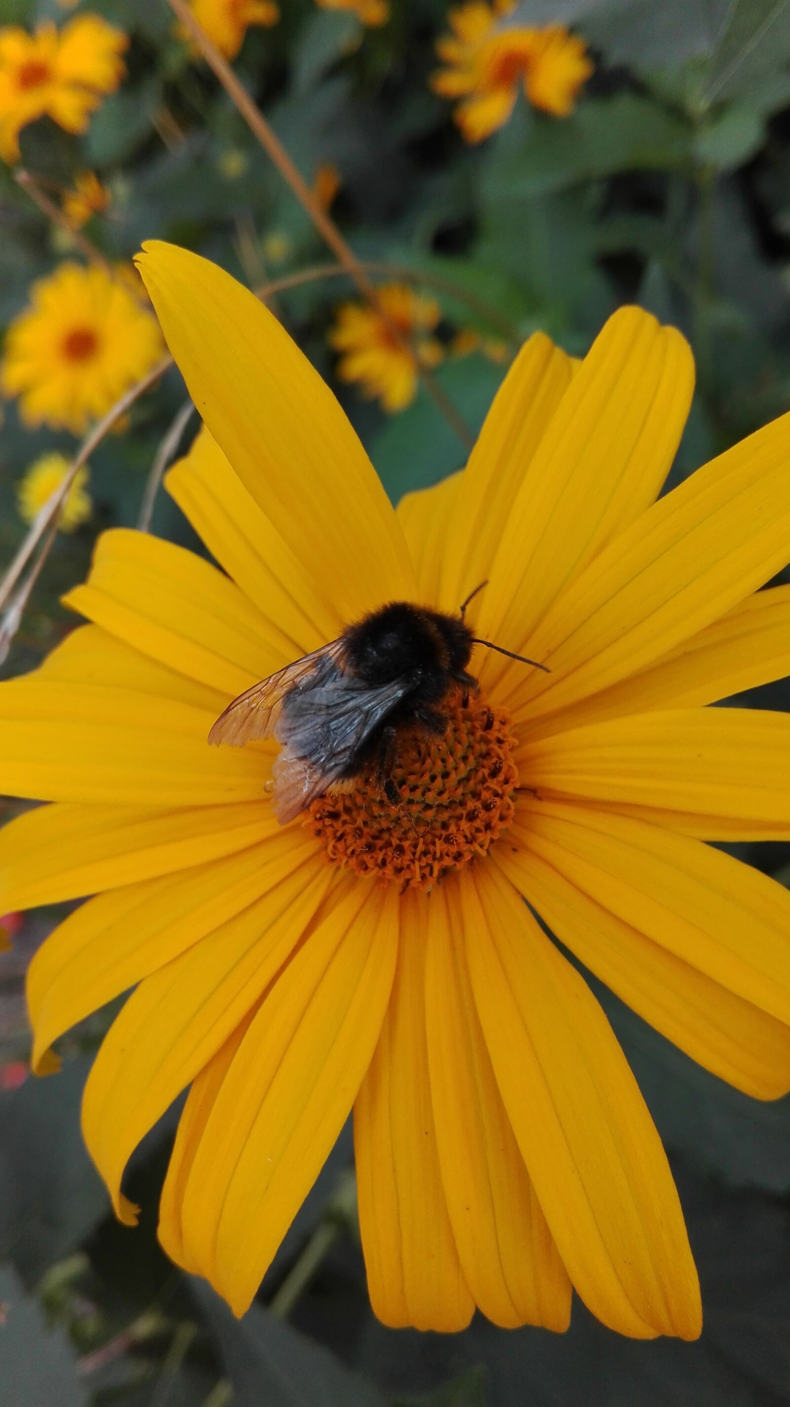 HUAWEI Cherry Mini sample photo. Bumblebee, flowers, nature photography