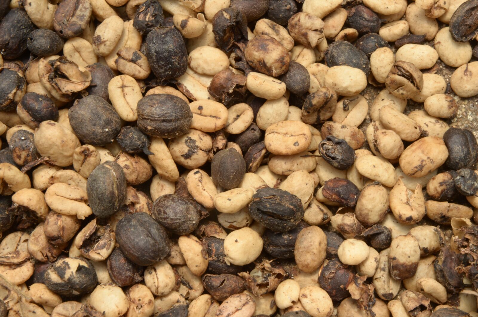 Nikon D7000 sample photo. Coffee, textures, nature photography