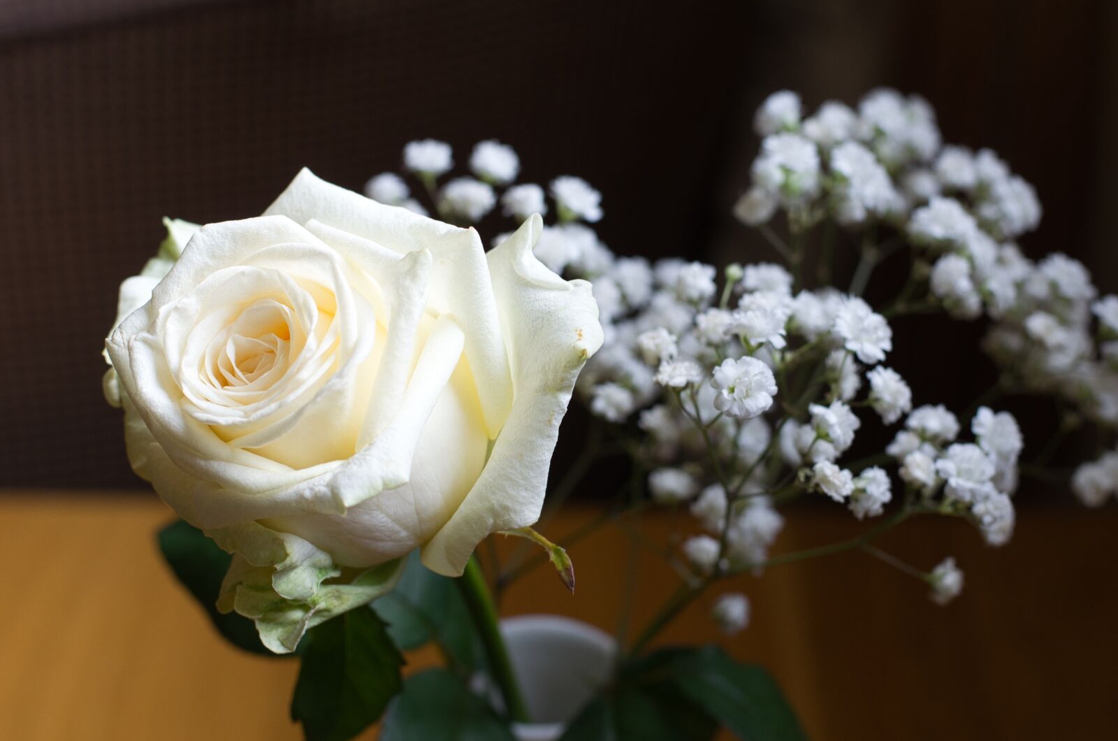 Nikon D5100 sample photo. Rose, petals, flower photography
