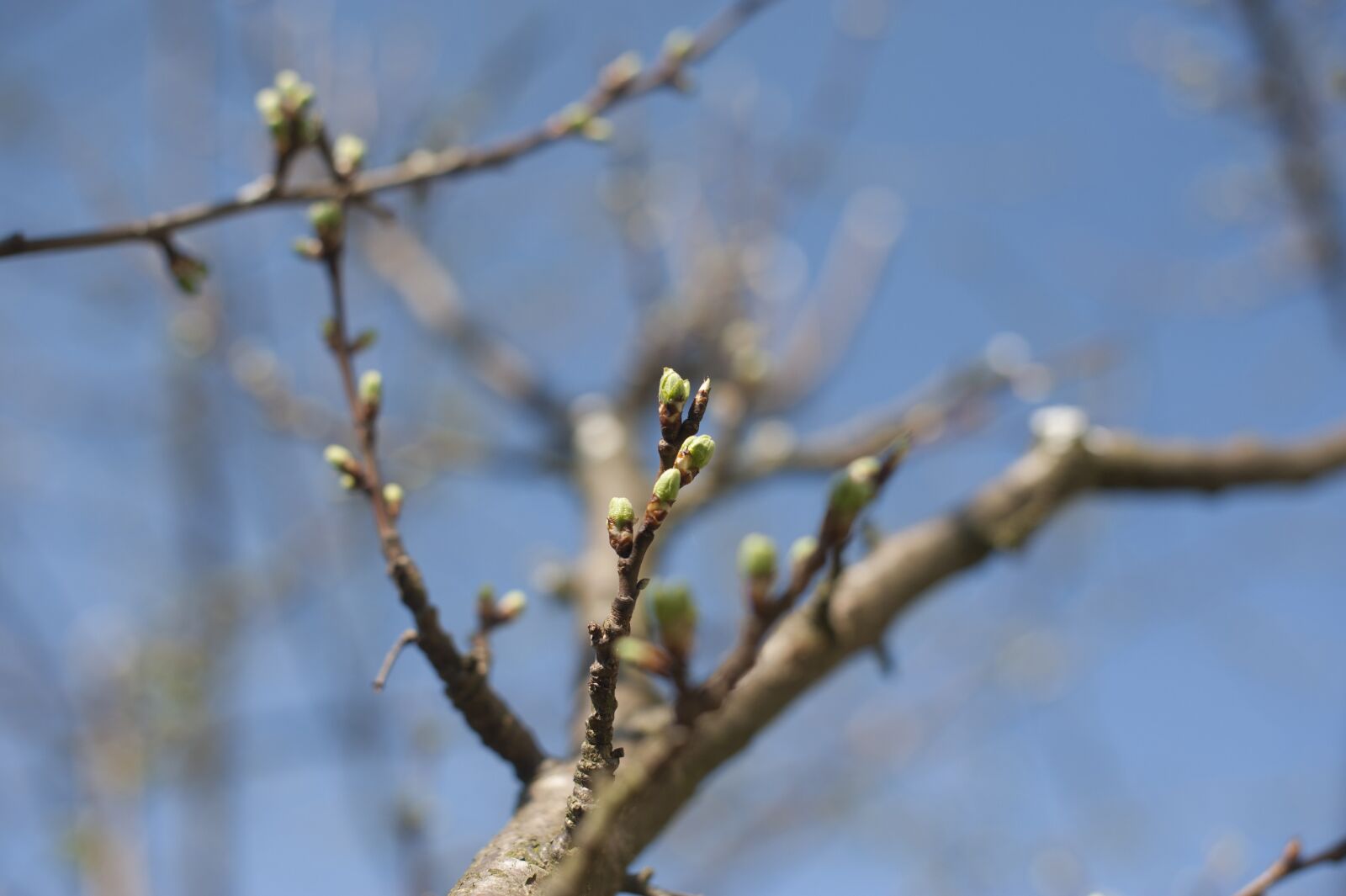 Nikon D700 sample photo. Spring, tree, branch photography