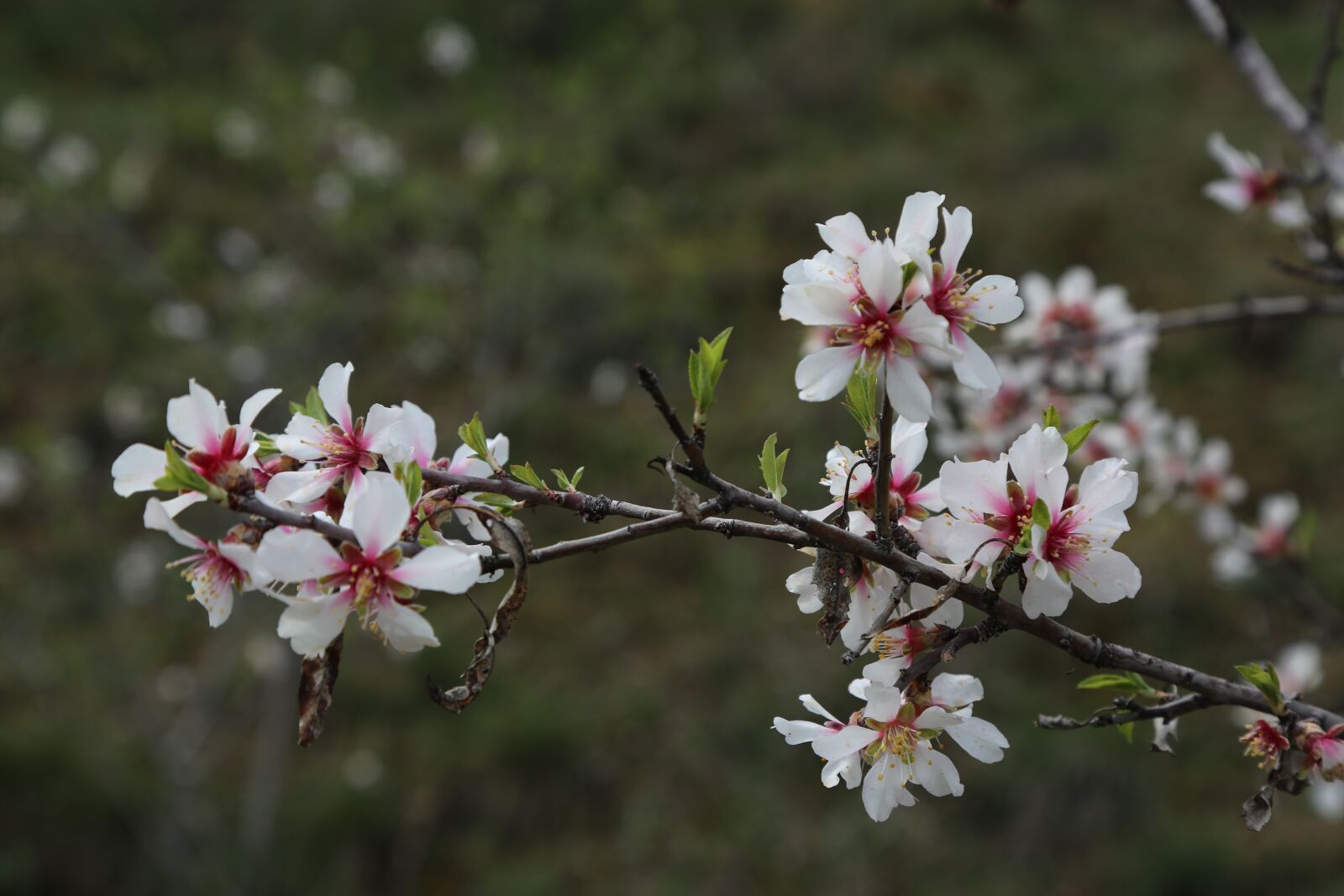 Canon EF 24-105mm F4L IS USM sample photo. Flower, tree, plant photography