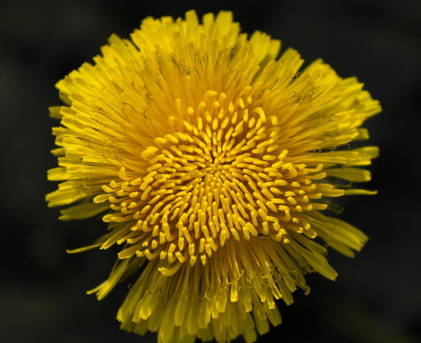 Canon EOS 650D (EOS Rebel T4i / EOS Kiss X6i) sample photo. Dandelion, yellow, summer photography