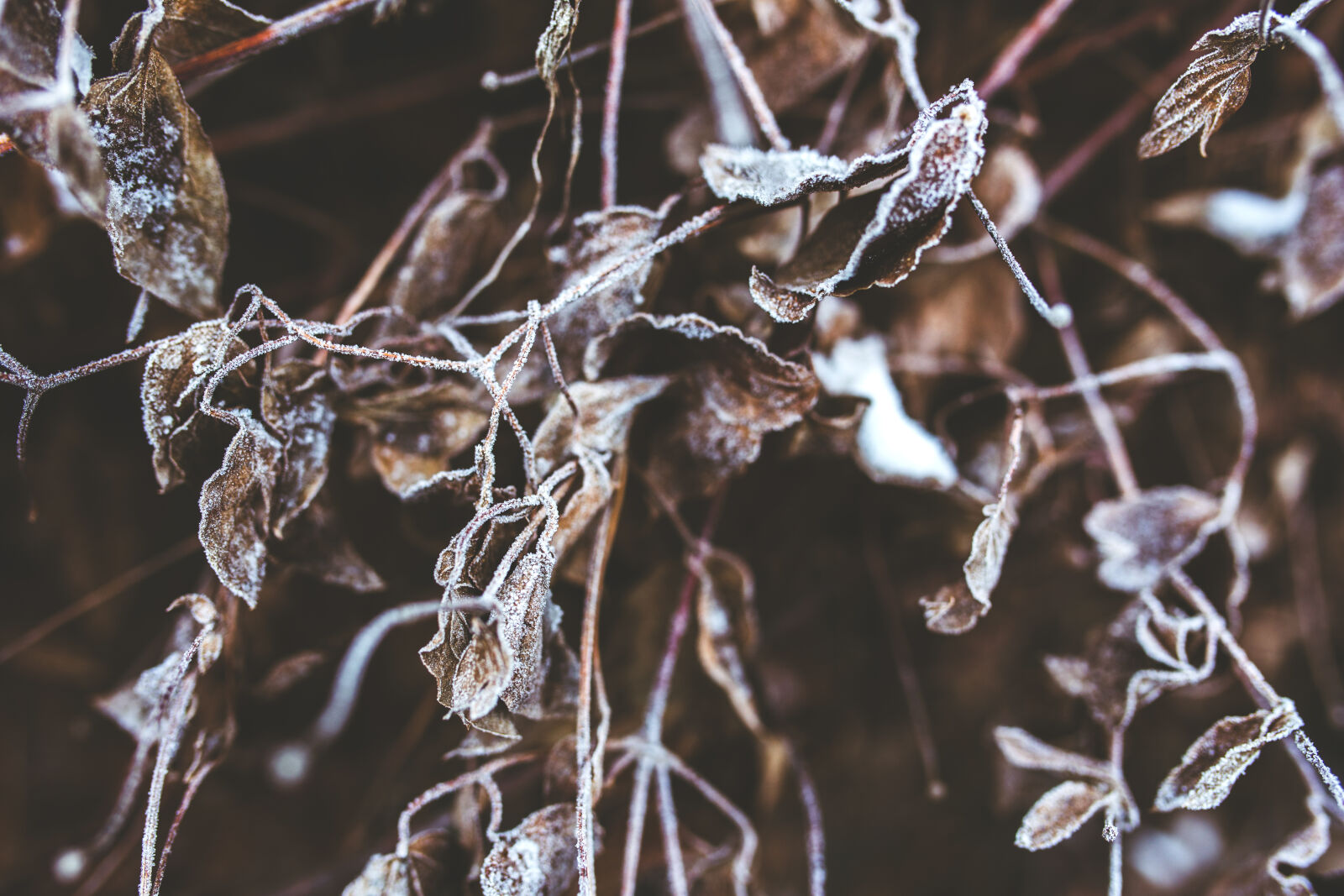 Canon EOS 6D + Sigma 35mm F1.4 DG HSM Art sample photo. Frozen, branches, and, withered photography