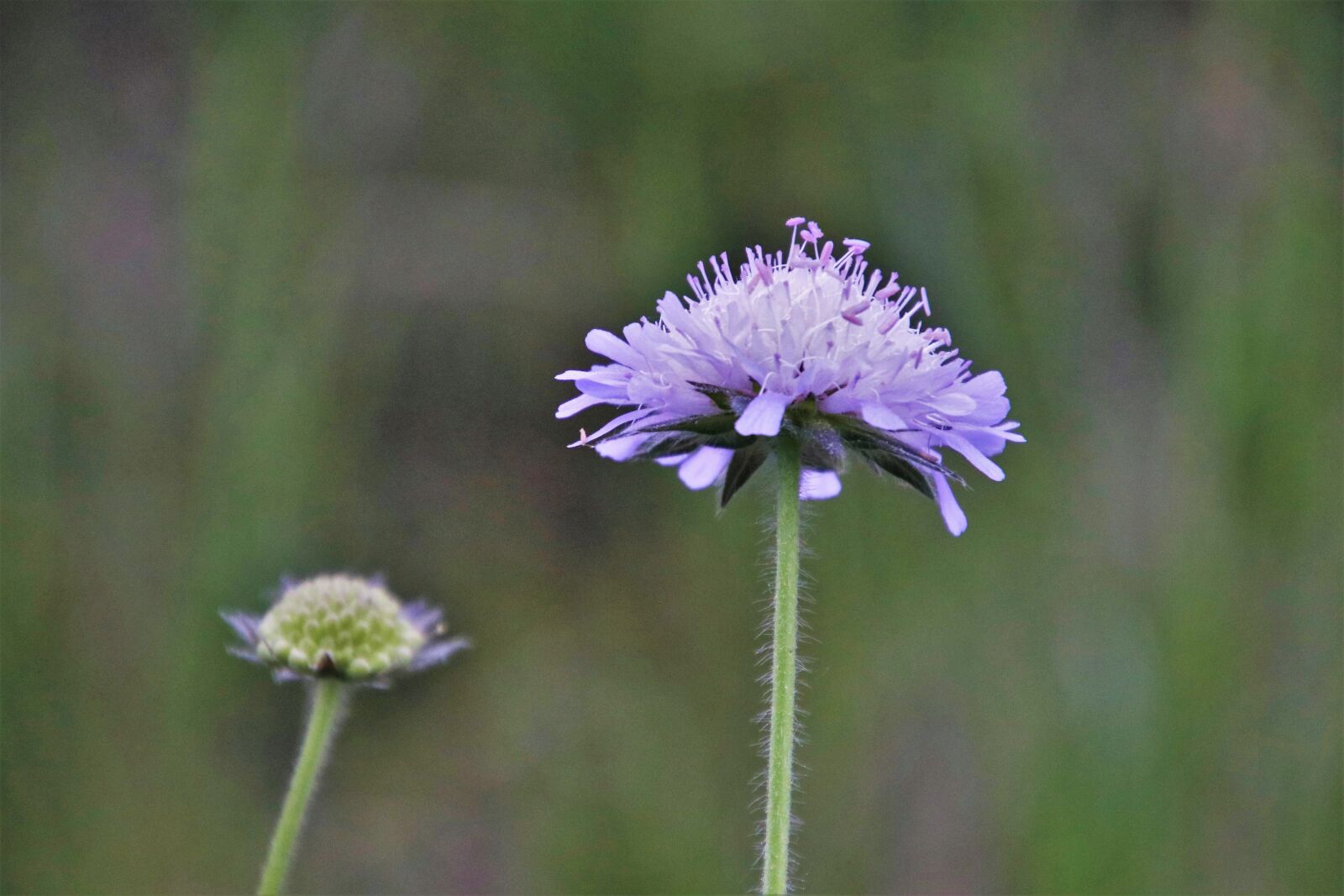 Canon EOS 80D sample photo. Wildflowers, spring, plants photography