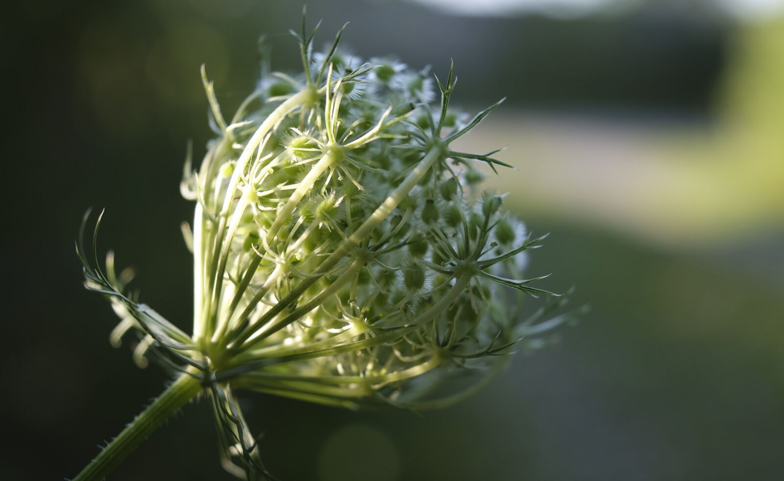 Fujifilm XF 18-55mm F2.8-4 R LM OIS sample photo. Wild carrot, carrot, bud photography