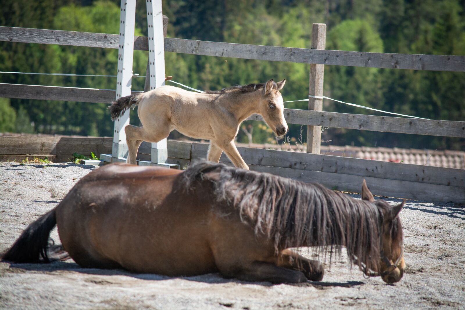 Nikon D7100 sample photo. Foal, newborn, horse photography
