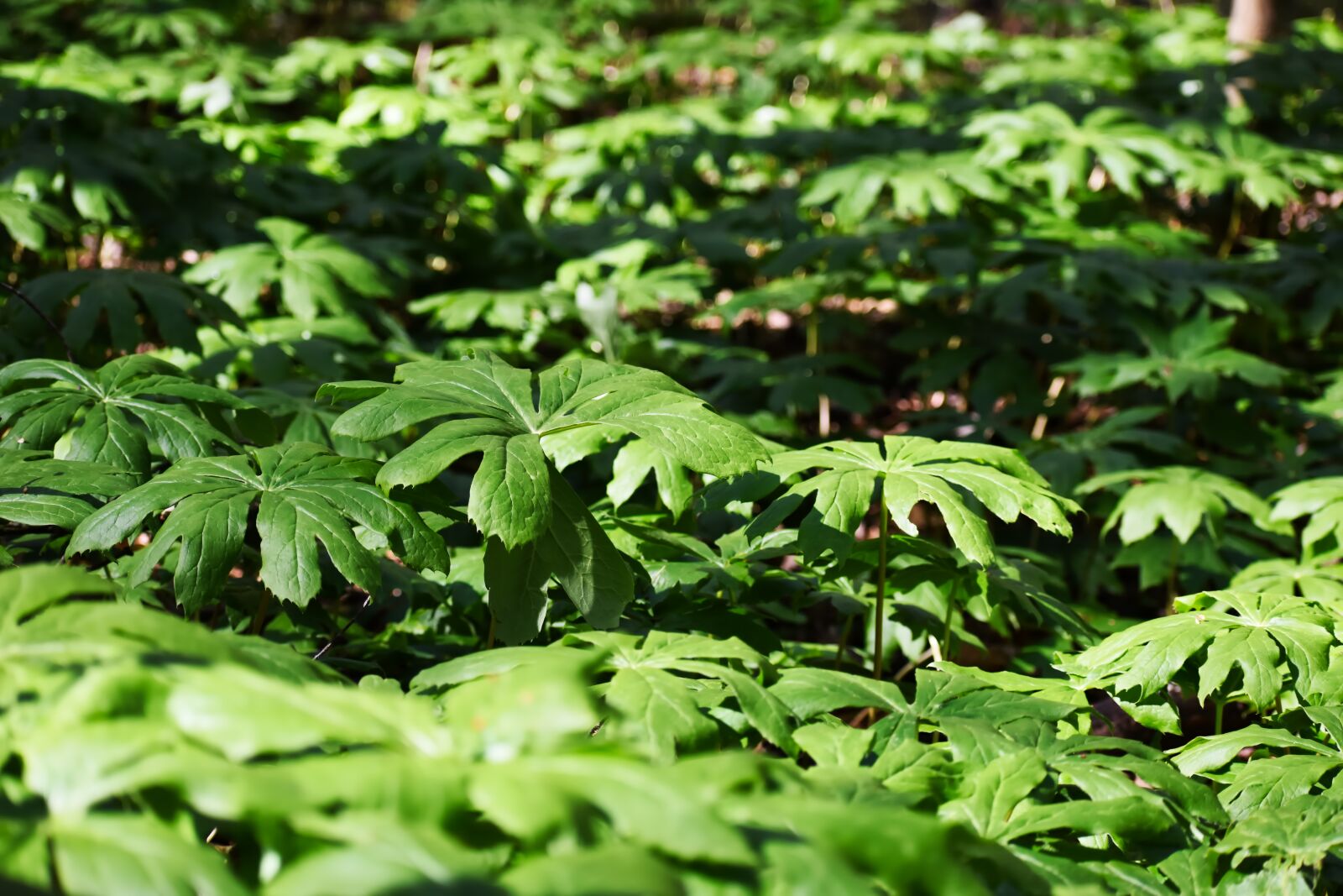 Nikon D3400 sample photo. Leaves, garden, spring photography