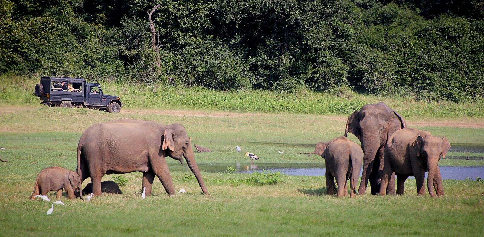 Canon EOS 550D (EOS Rebel T2i / EOS Kiss X4) sample photo. Elephant, safari, indian elephant photography