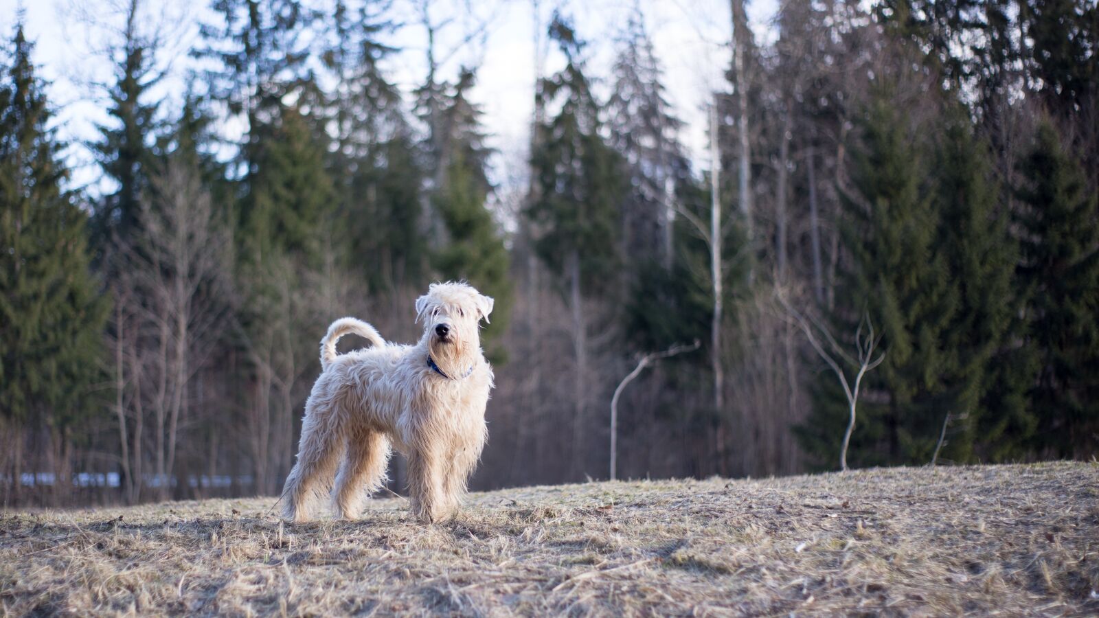 Canon EOS 6D sample photo. Dog, nature, wood photography