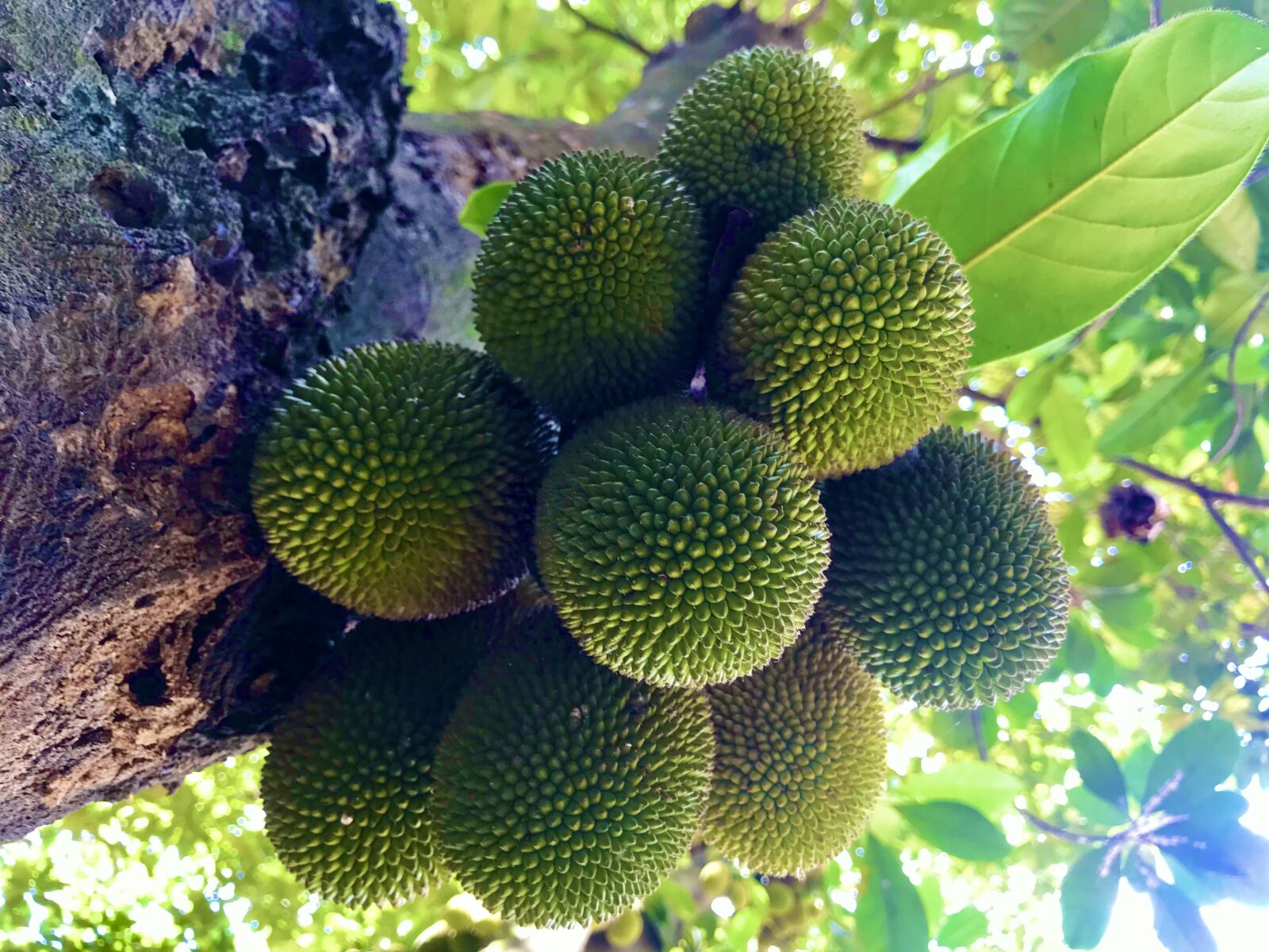 iPhone 7 back camera 3.99mm f/1.8 sample photo. Jack fruit, fruit, jackfruit photography