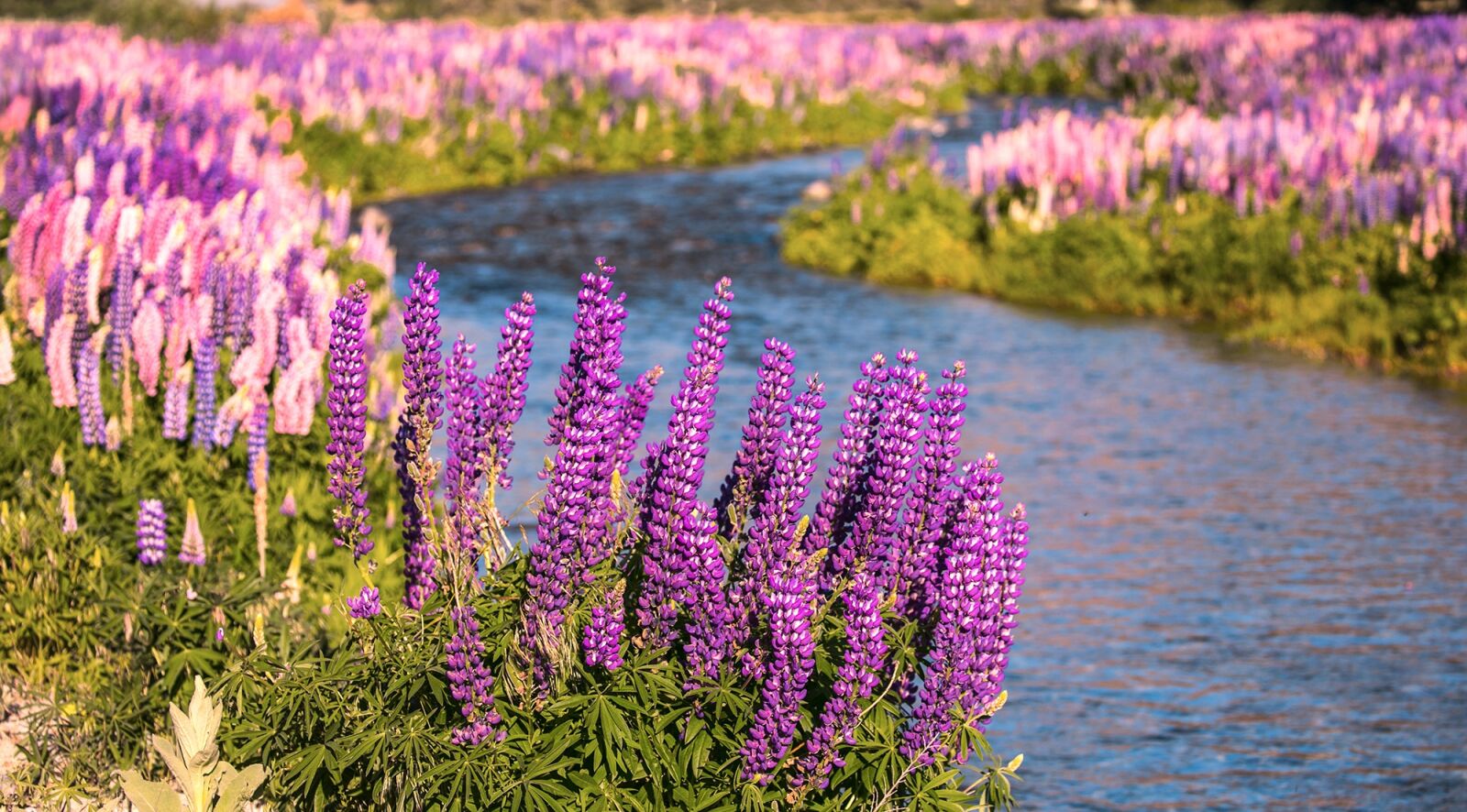 Canon EOS 5D Mark IV sample photo. Nature, summer, flower photography
