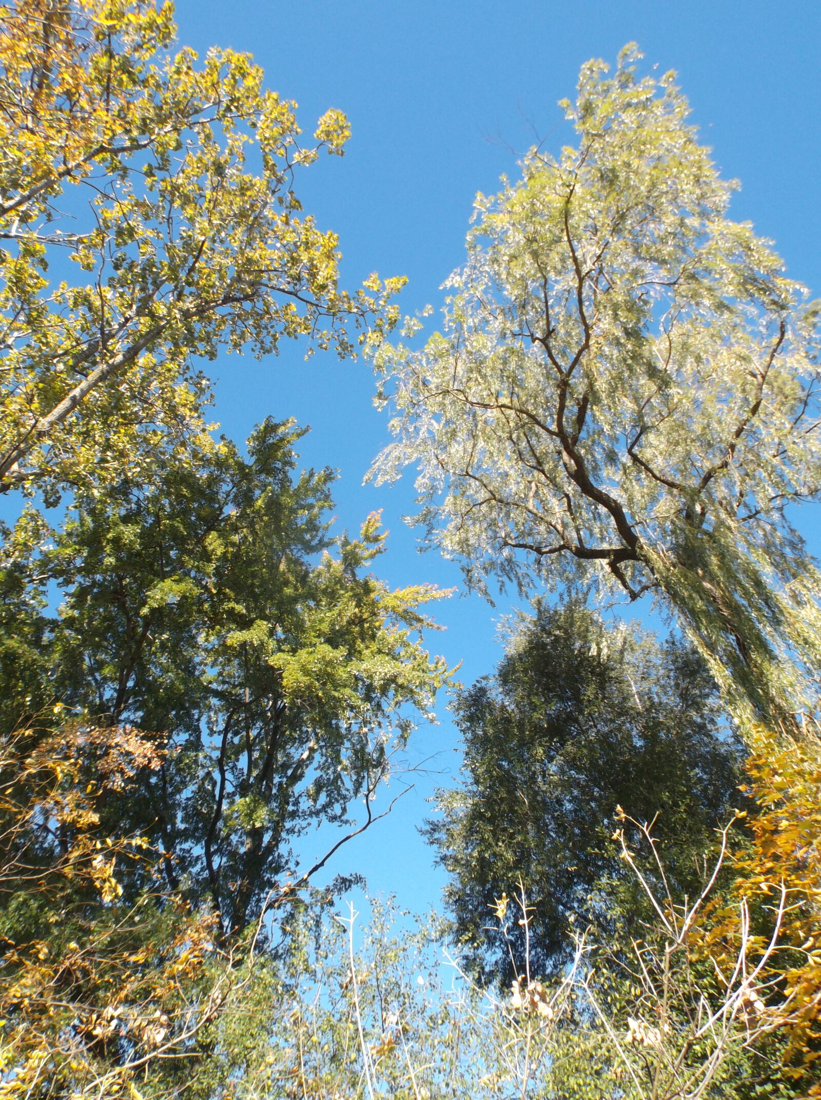Fujifilm FinePix T550 sample photo. Trees photography