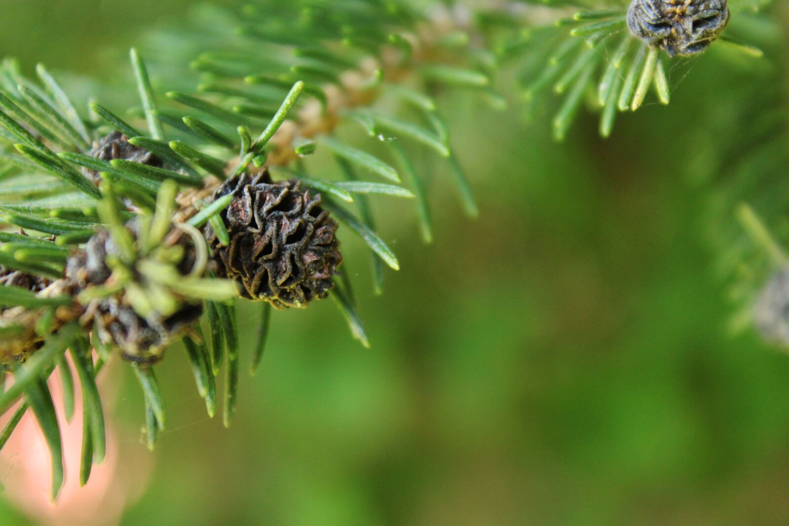 Canon EOS 1200D (EOS Rebel T5 / EOS Kiss X70 / EOS Hi) sample photo. Branch, pine, green photography