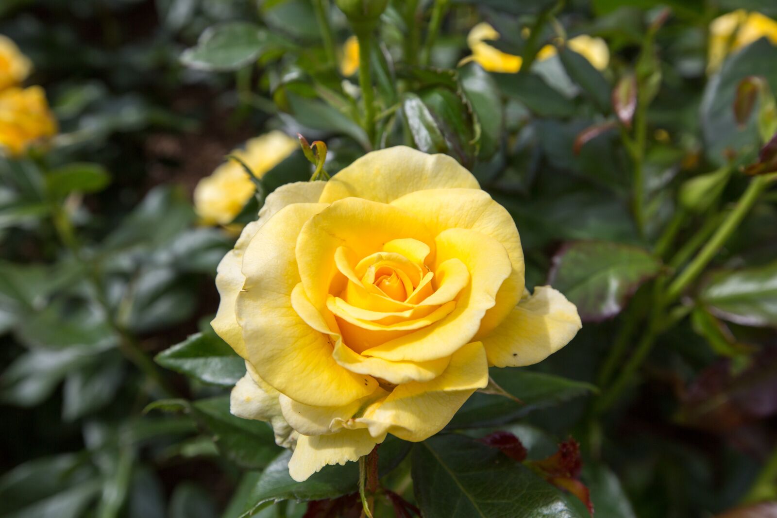 Canon EF 16-35mm F2.8L II USM sample photo. Plants, borders, wisley photography