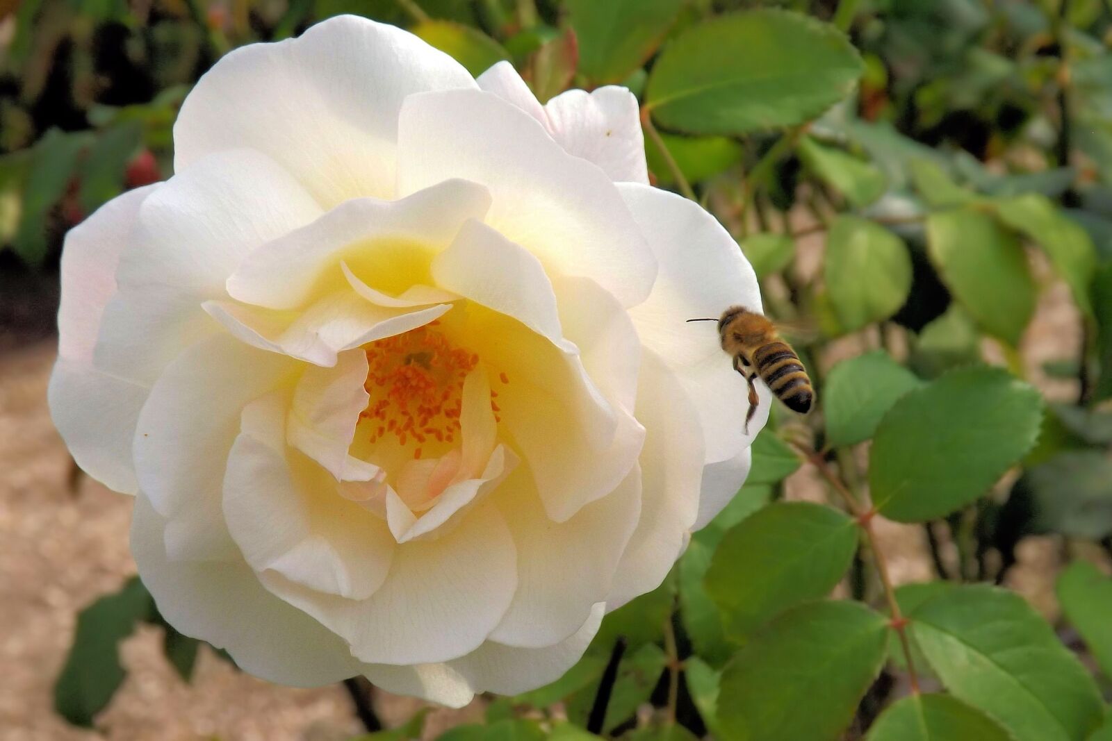 Fujifilm FinePix S4300 sample photo. Rose, white, blossom photography
