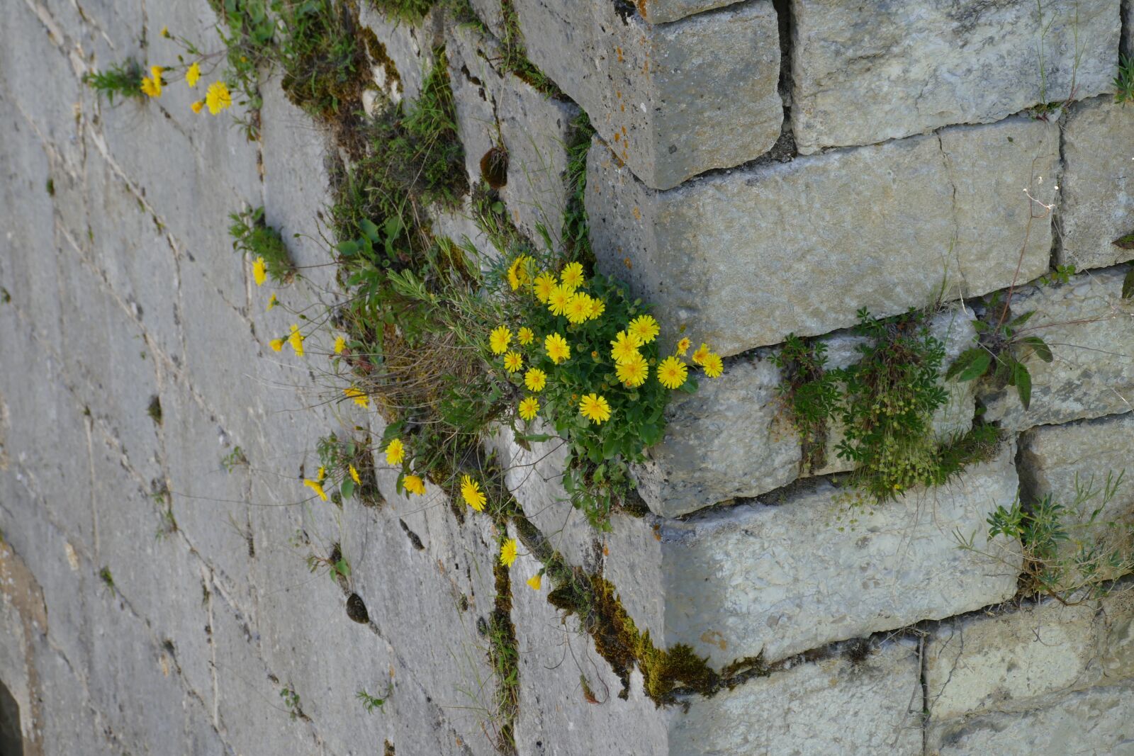 Panasonic Lumix DMC-FZ1000 sample photo. Nature, the, bigest force photography