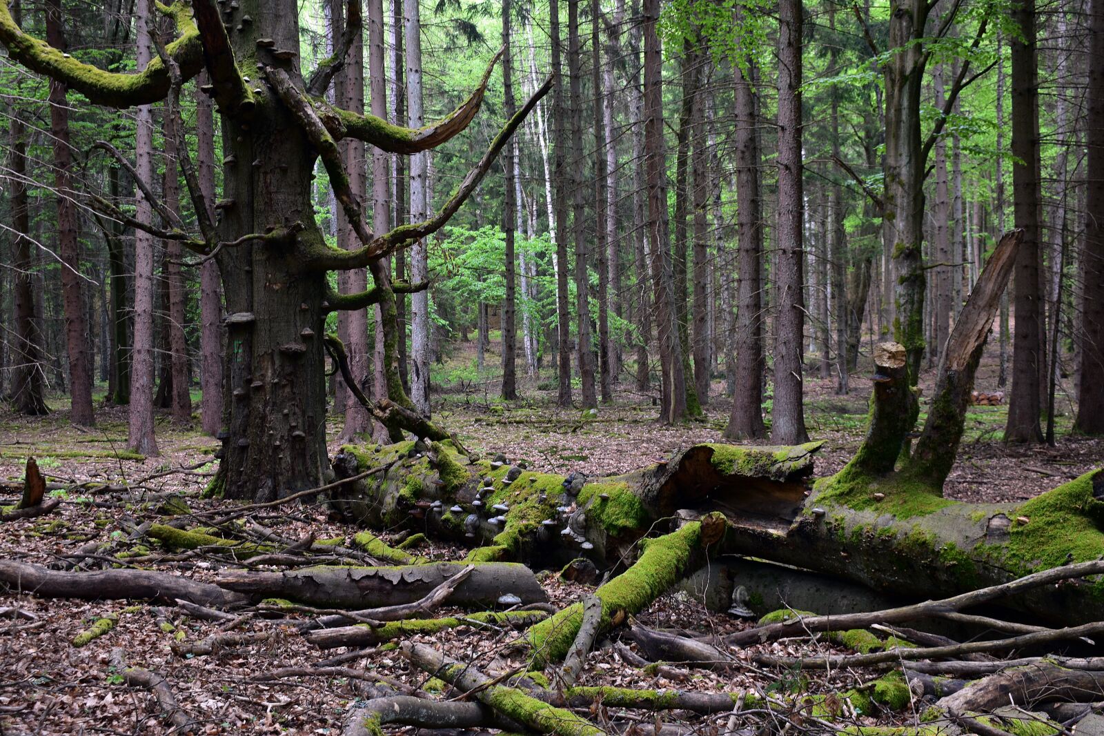 Nikon D3400 sample photo. Forest, nature, landscape photography