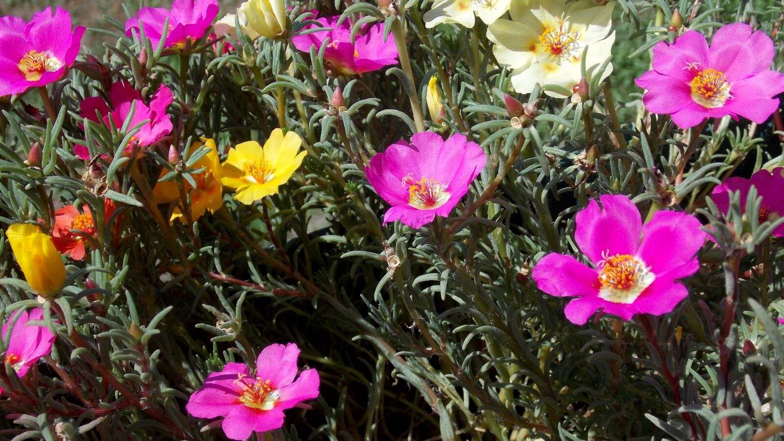 Nikon Coolpix L810 sample photo. Portulaca, grandiflora, bloemen photography