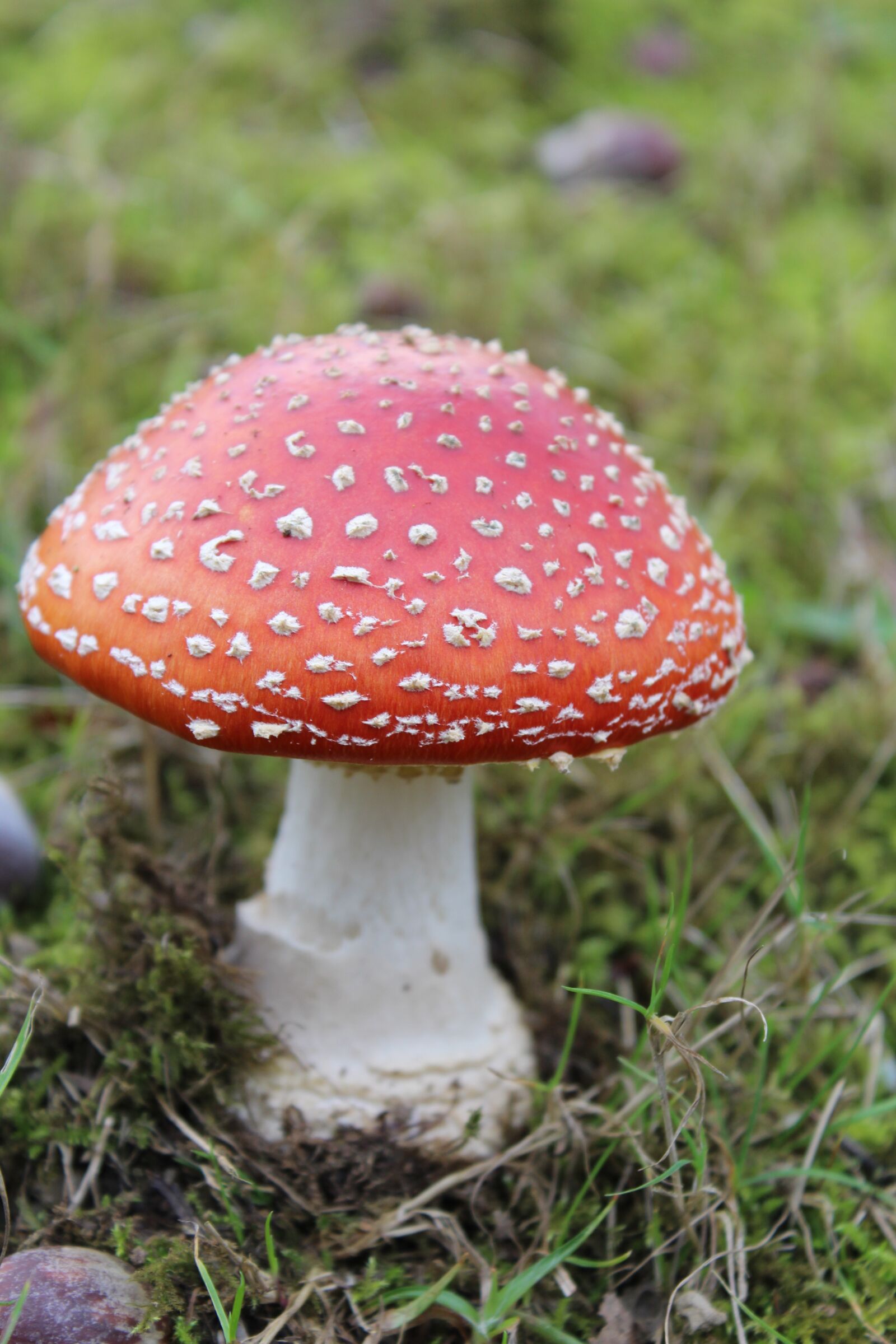 Canon EOS 1200D (EOS Rebel T5 / EOS Kiss X70 / EOS Hi) sample photo. Fungus, nature, mushrooms photography