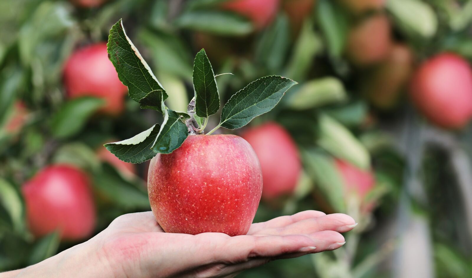 Canon EOS 80D sample photo. Apple, red, hand photography