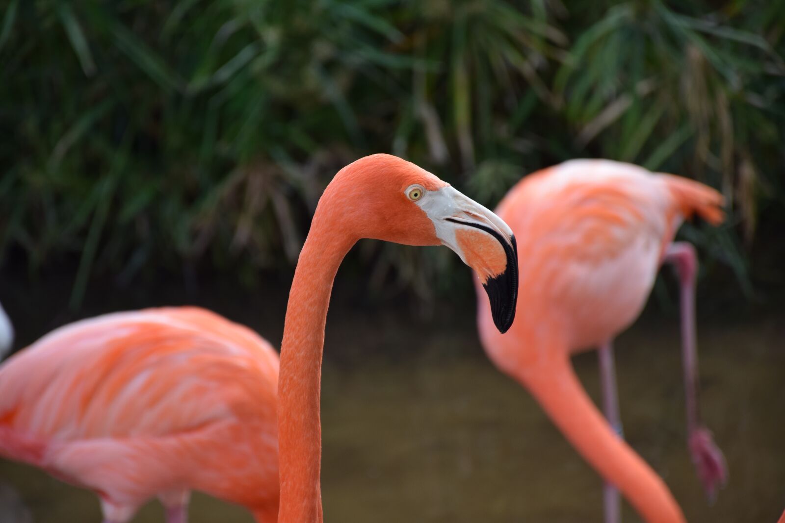 Nikon D5300 sample photo. Flamingo, portrait, head photography