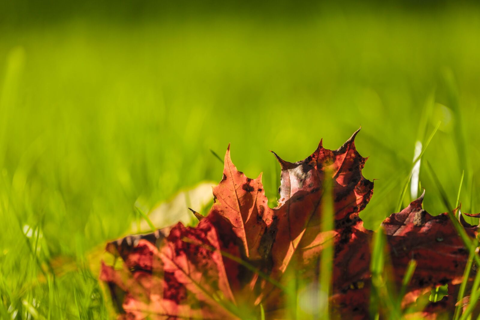 Canon EOS 6D + Canon EF 70-200mm F4L USM sample photo. Autumn, beauty, paint photography