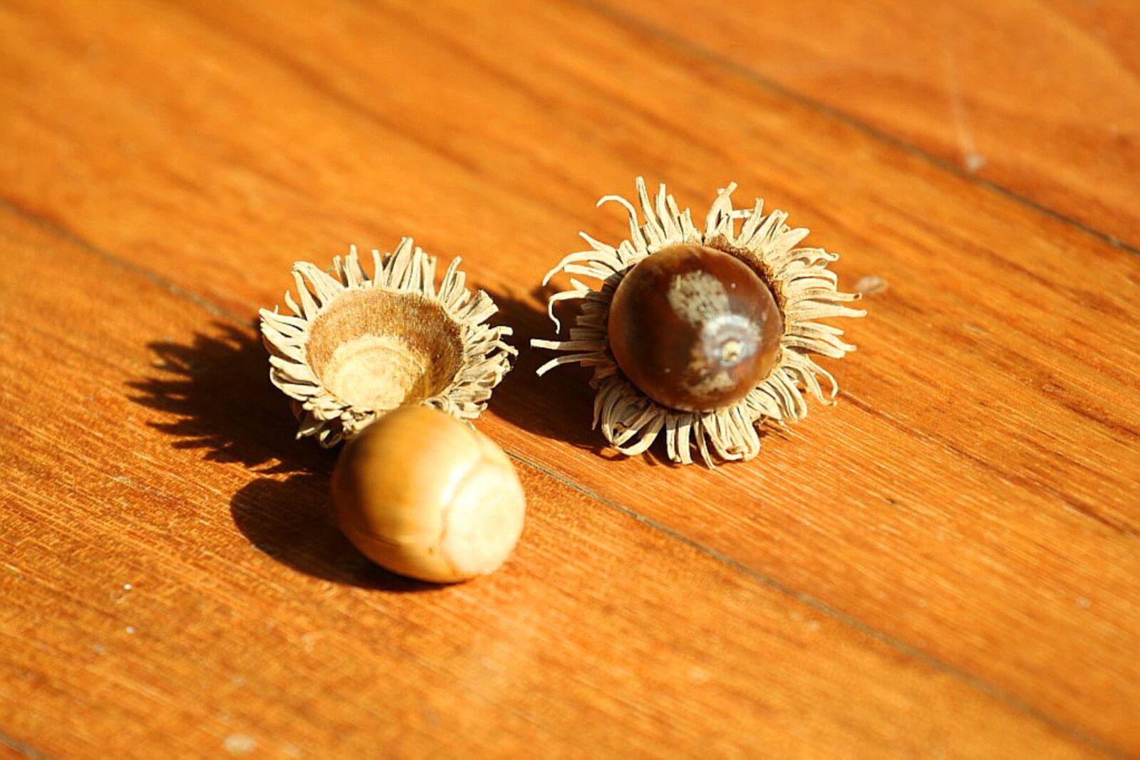 Canon EOS 60D sample photo. Acorn, fruit, brown photography